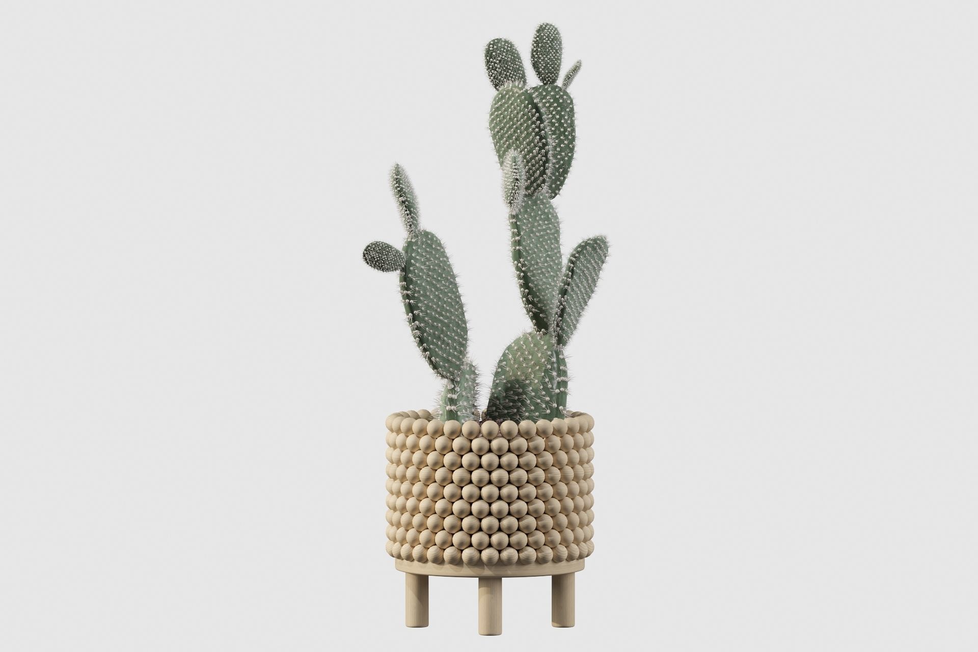 Opuntia microdasys in wooden flower pot 3D model_26