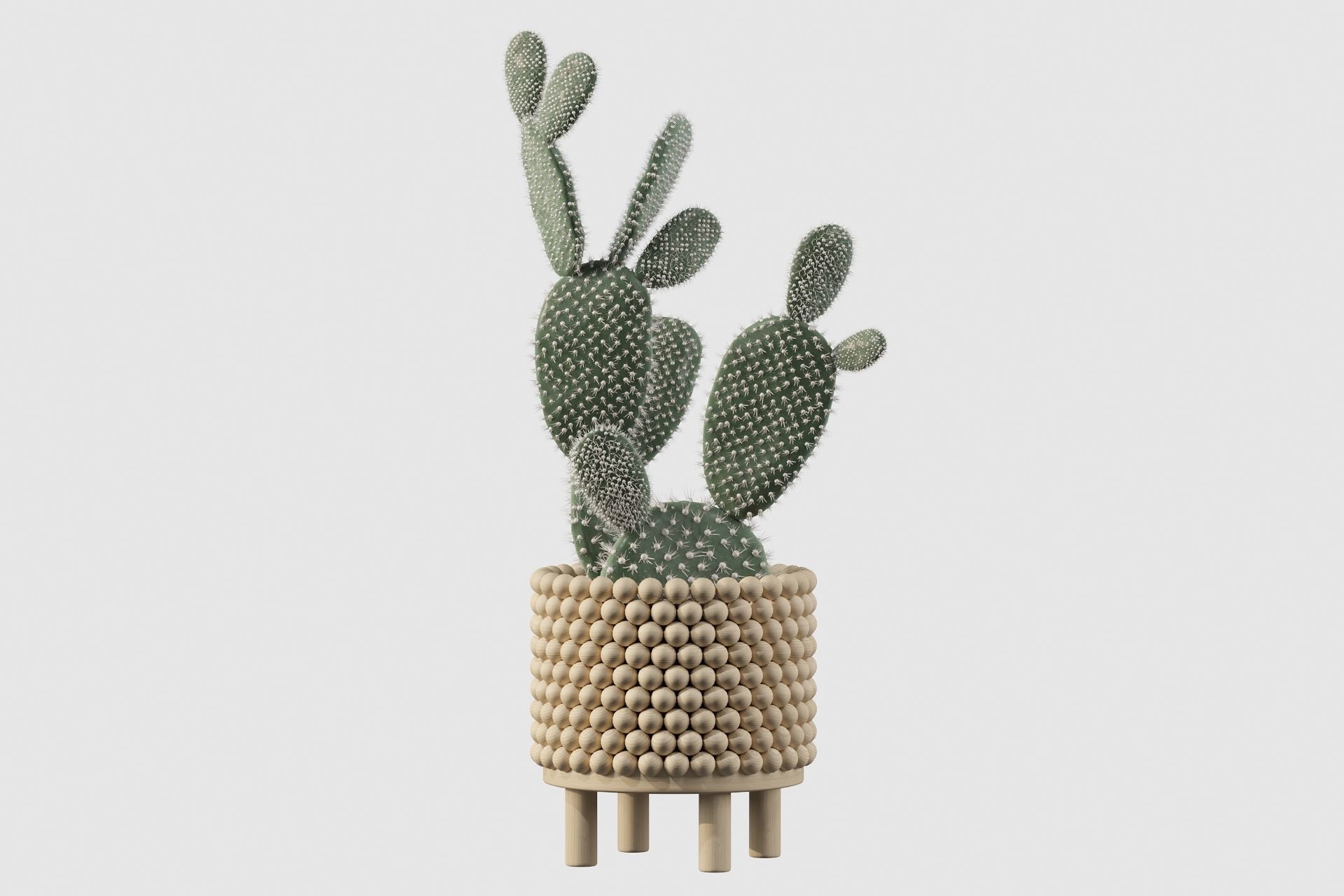 Opuntia microdasys in wooden flower pot 3D model_23
