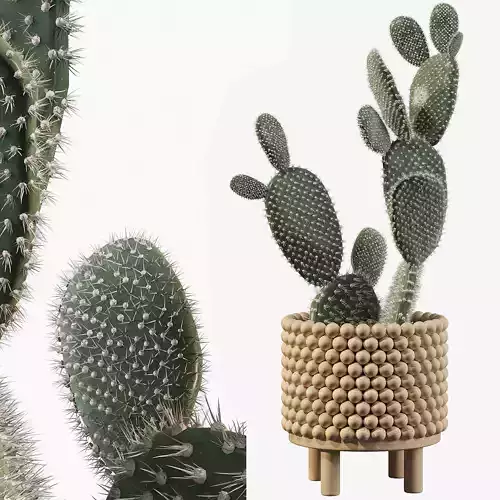 Opuntia microdasys in wooden flower pot 3D model
