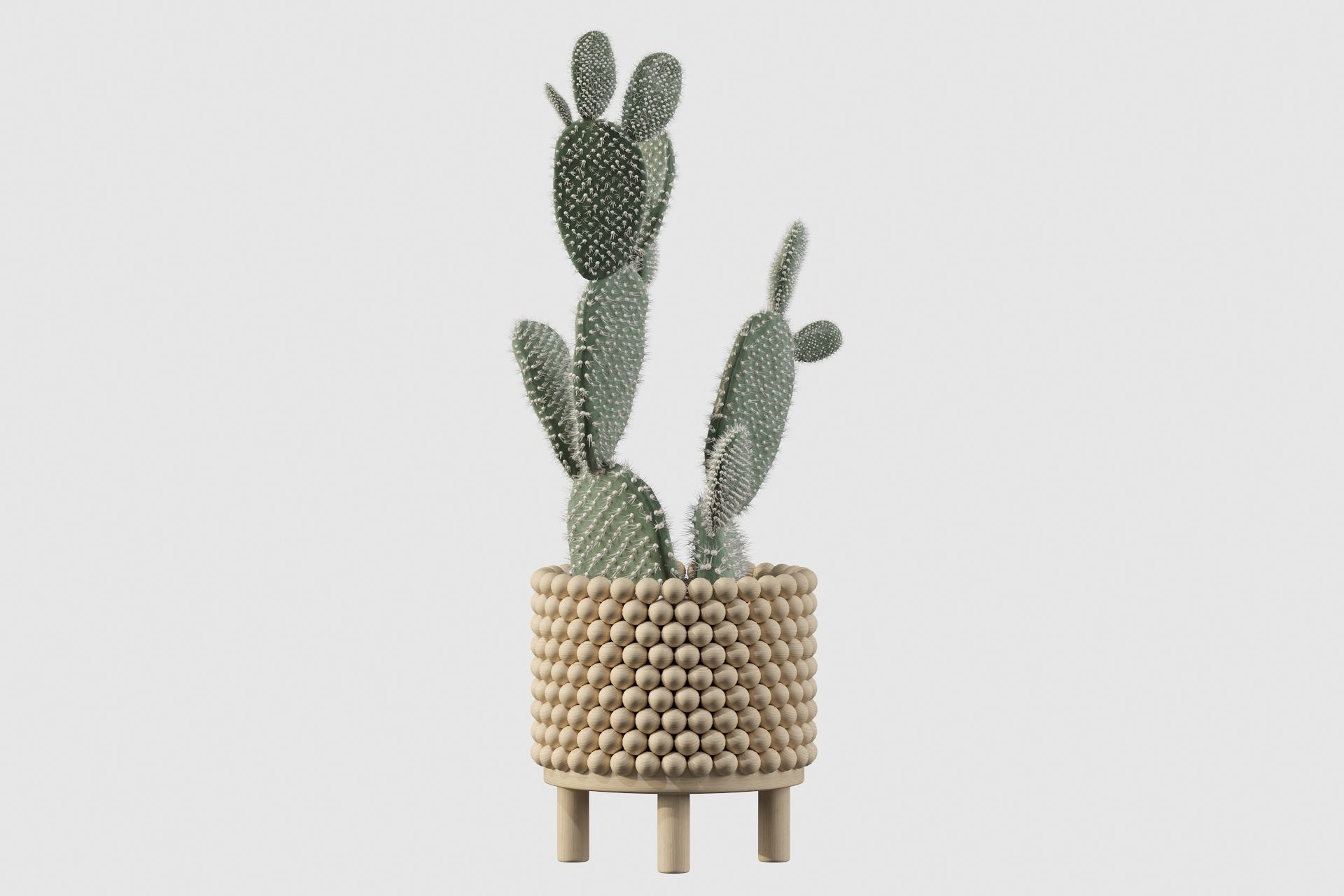 Opuntia microdasys in wooden flower pot 3D model_19