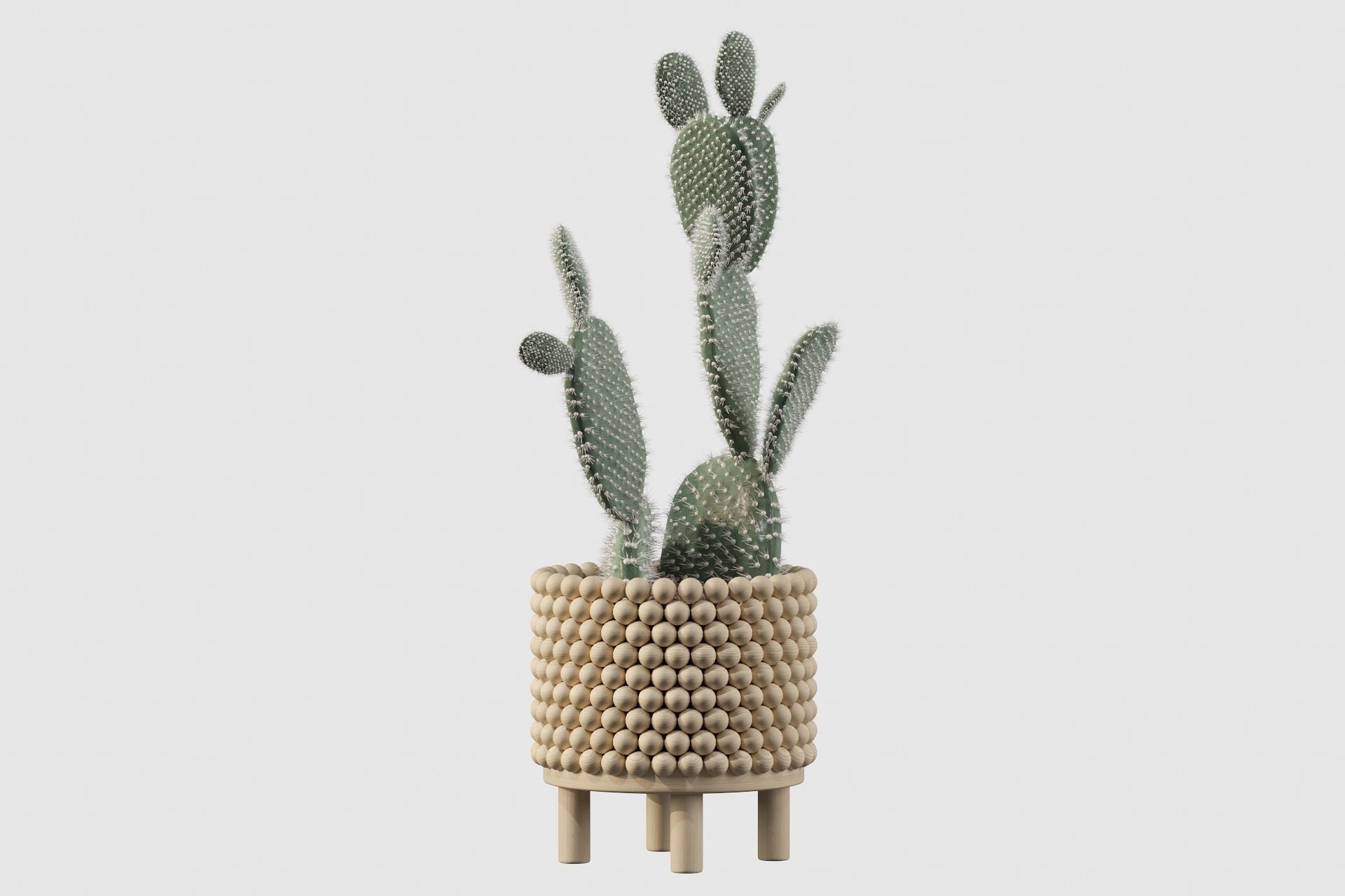 Opuntia microdasys in wooden flower pot 3D model_32