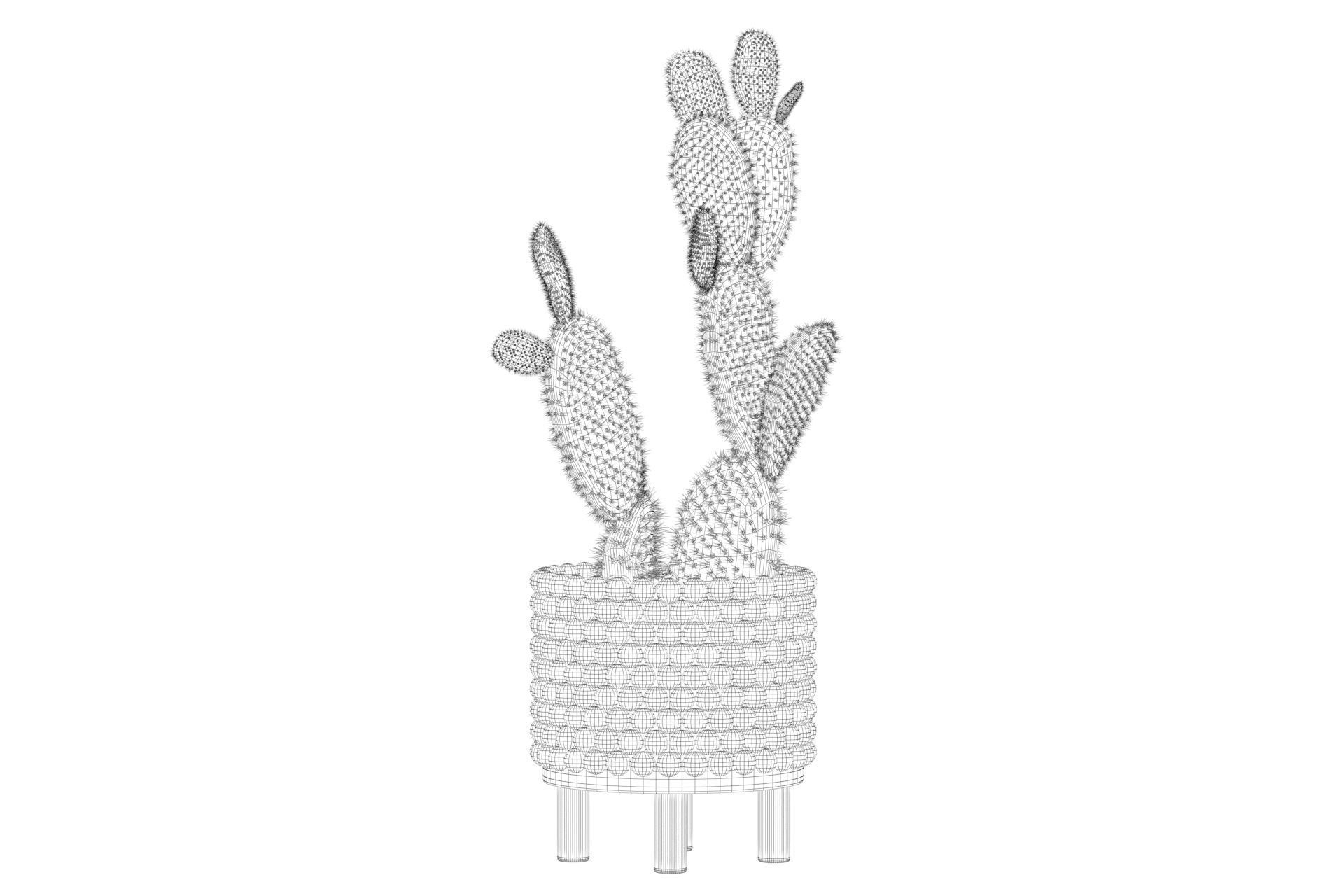 Opuntia microdasys in wooden flower pot 3D model_45