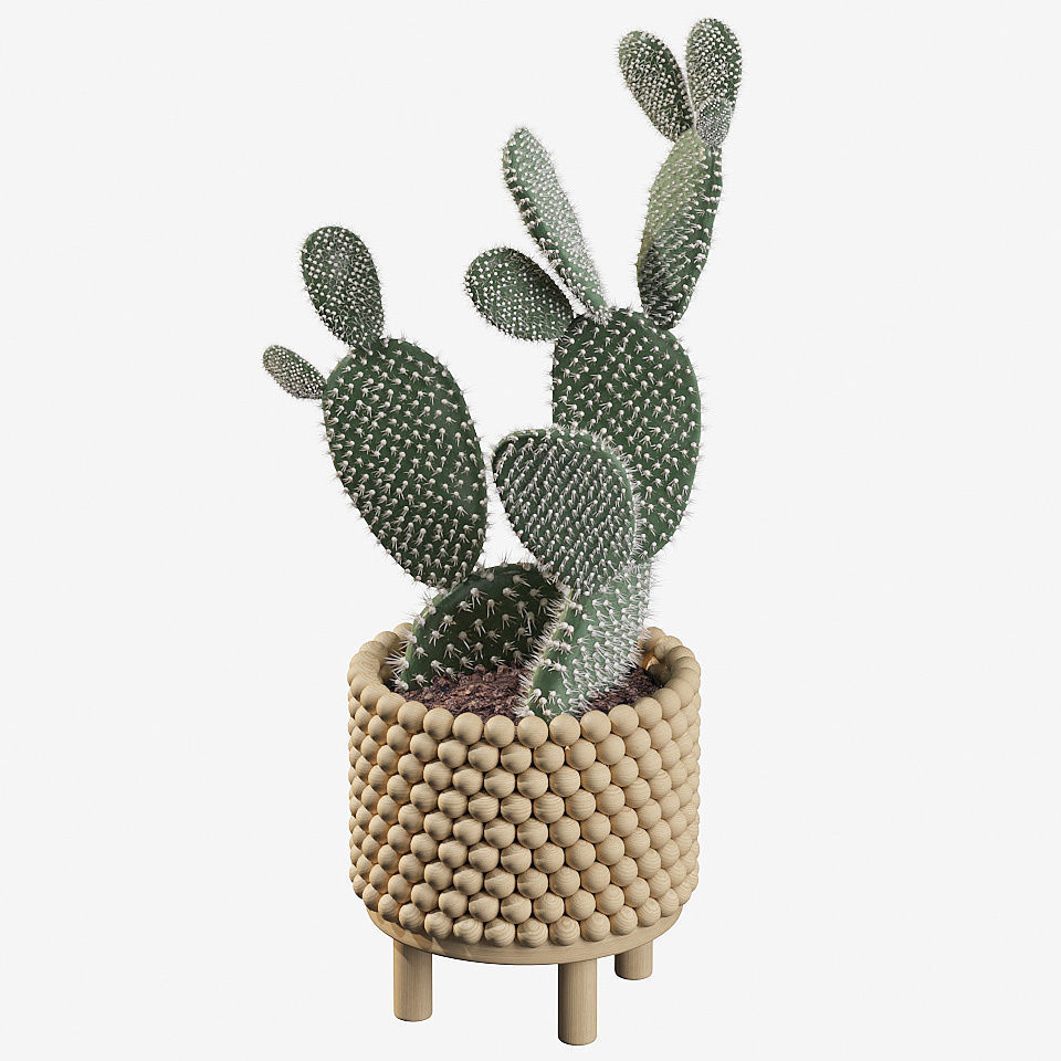 Opuntia microdasys in wooden flower pot 3D model_4
