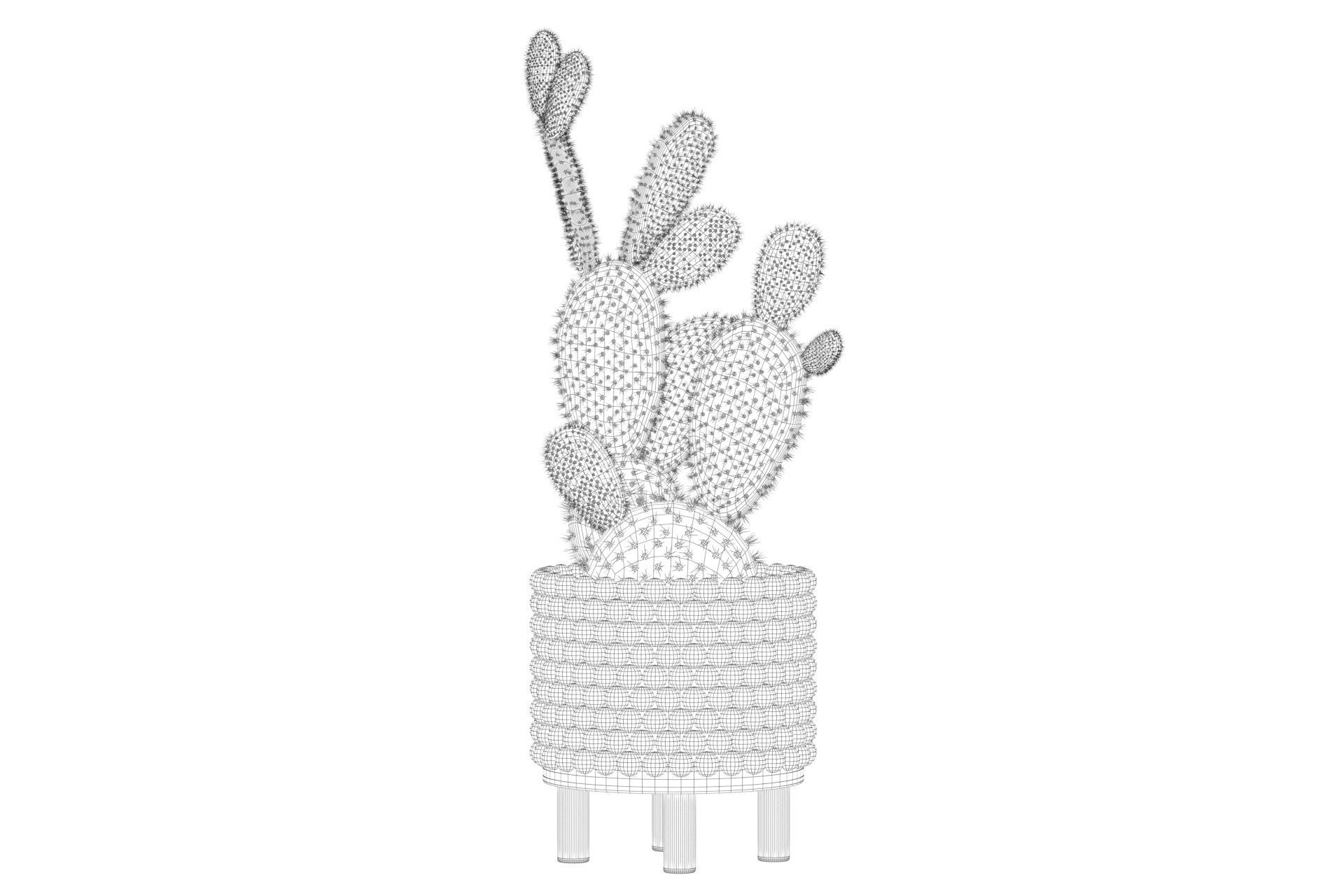 Opuntia microdasys in wooden flower pot 3D model_63