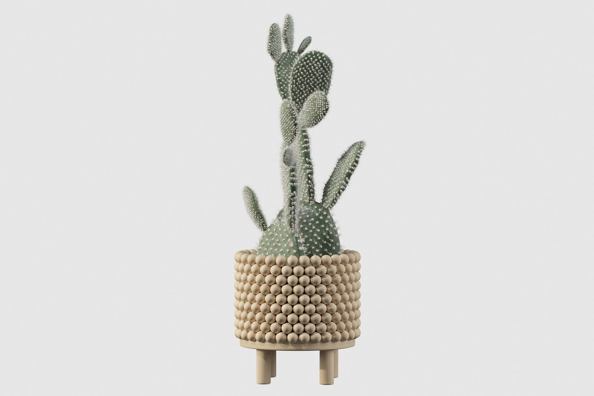 Opuntia microdasys in wooden flower pot 3D model_29