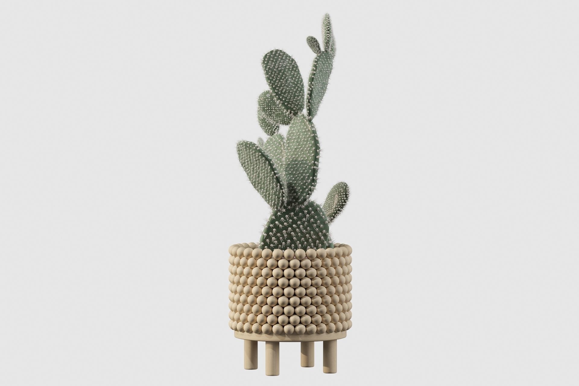 Opuntia microdasys in wooden flower pot 3D model_16