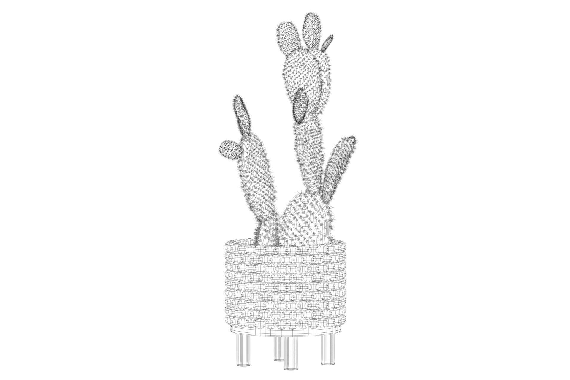 Opuntia microdasys in wooden flower pot 3D model_70