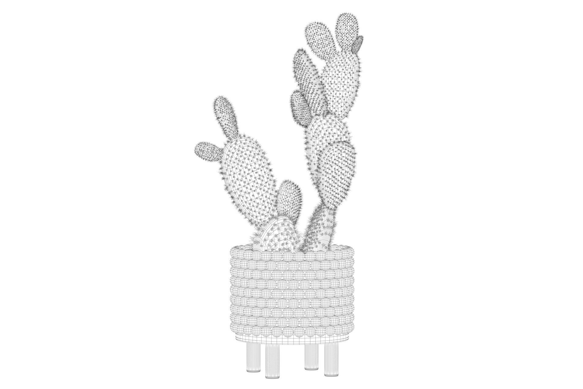 Opuntia microdasys in wooden flower pot 3D model_48