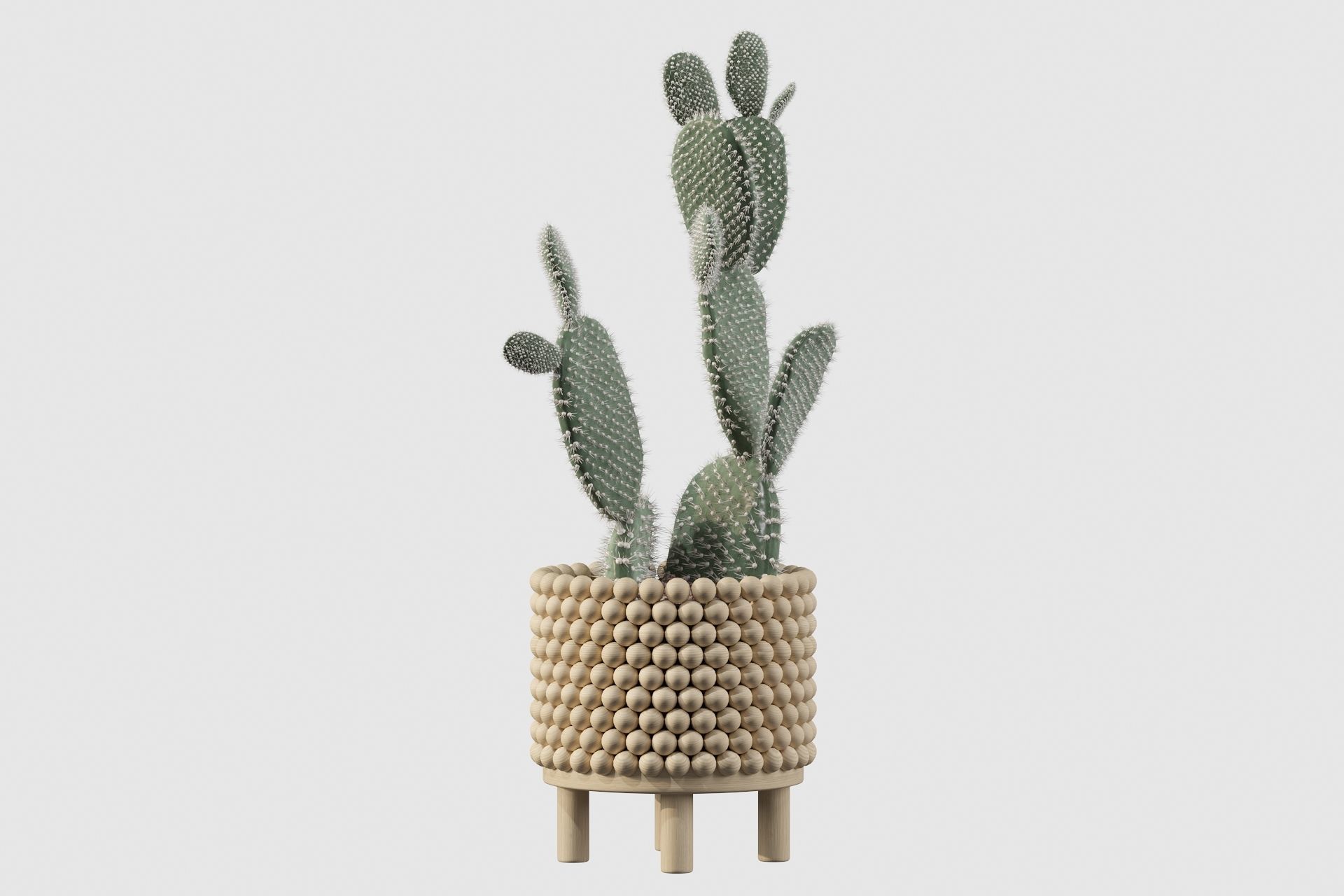 Opuntia microdasys in wooden flower pot 3D model_33