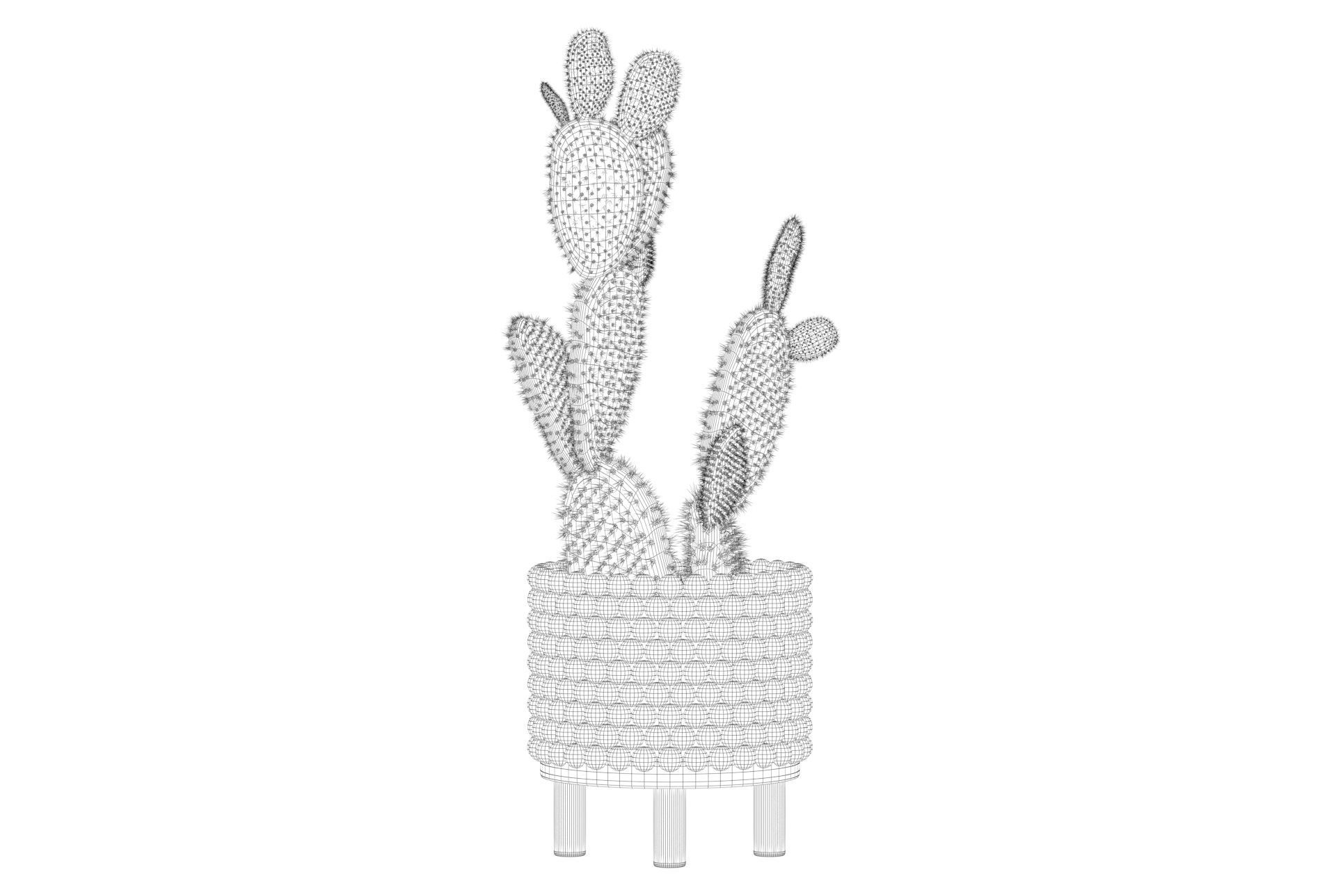Opuntia microdasys in wooden flower pot 3D model_59