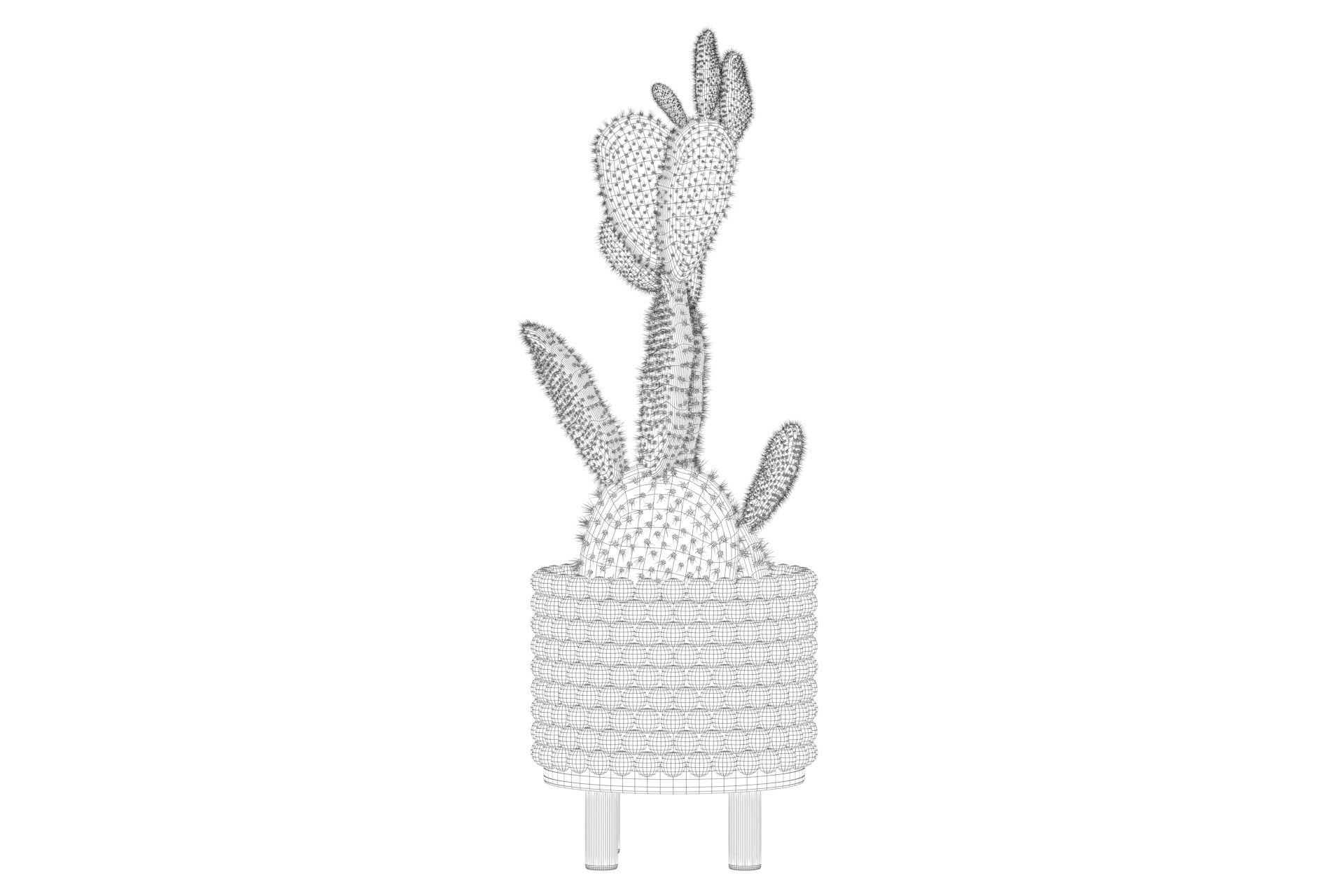 Opuntia microdasys in wooden flower pot 3D model_56