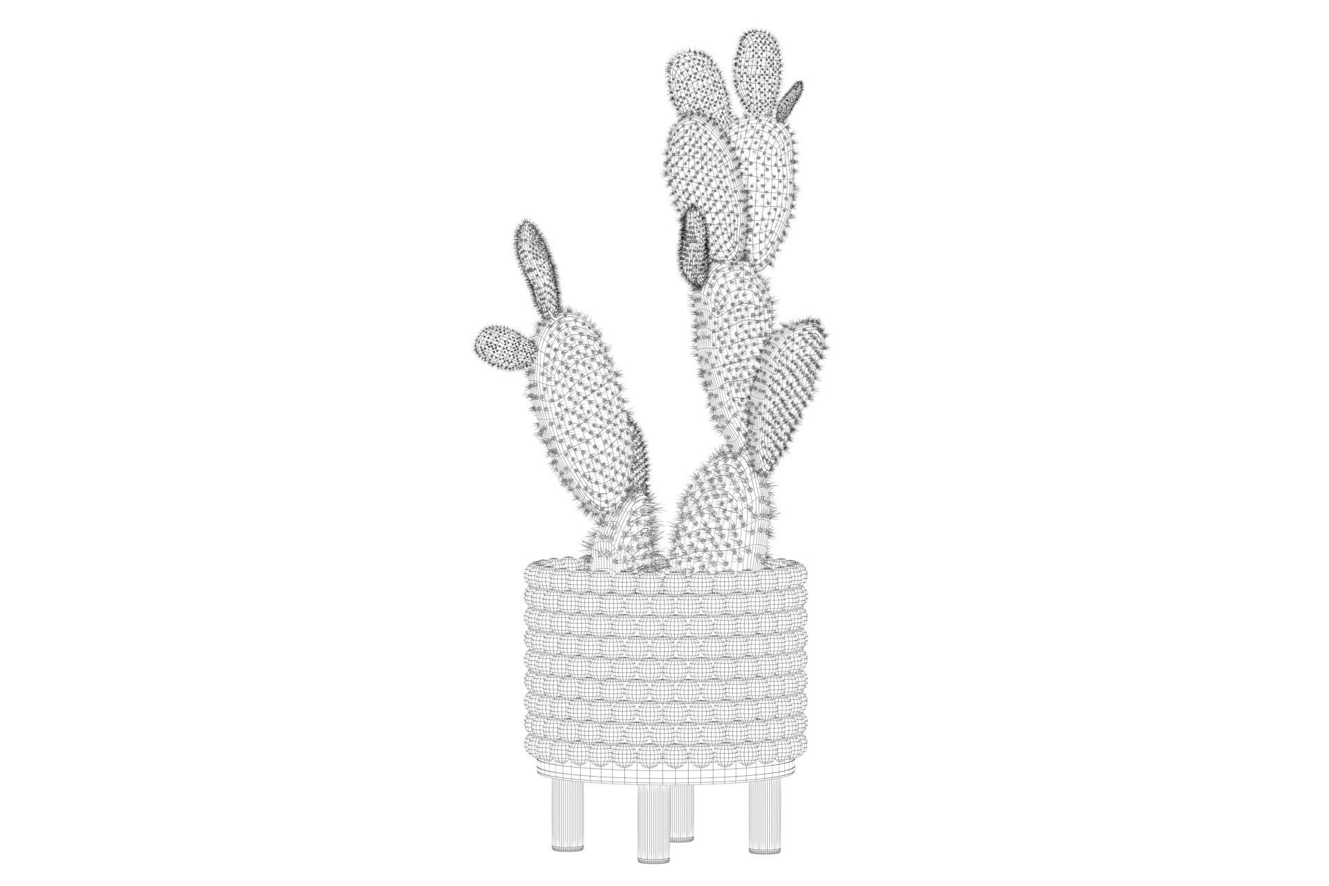 Opuntia microdasys in wooden flower pot 3D model_46