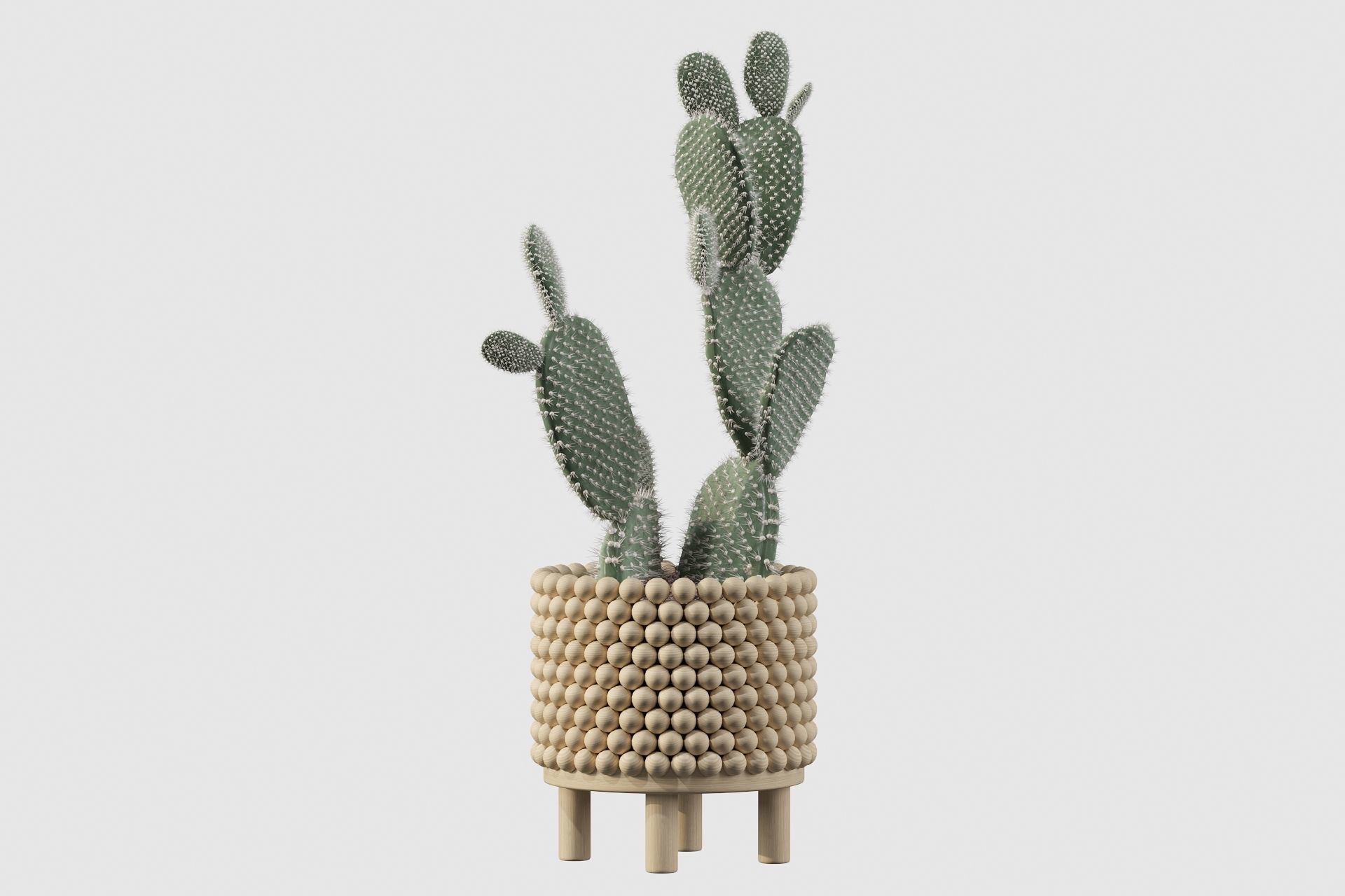 Opuntia microdasys in wooden flower pot 3D model_36