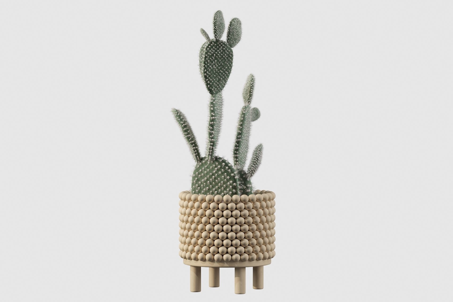 Opuntia microdasys in wooden flower pot 3D model_18