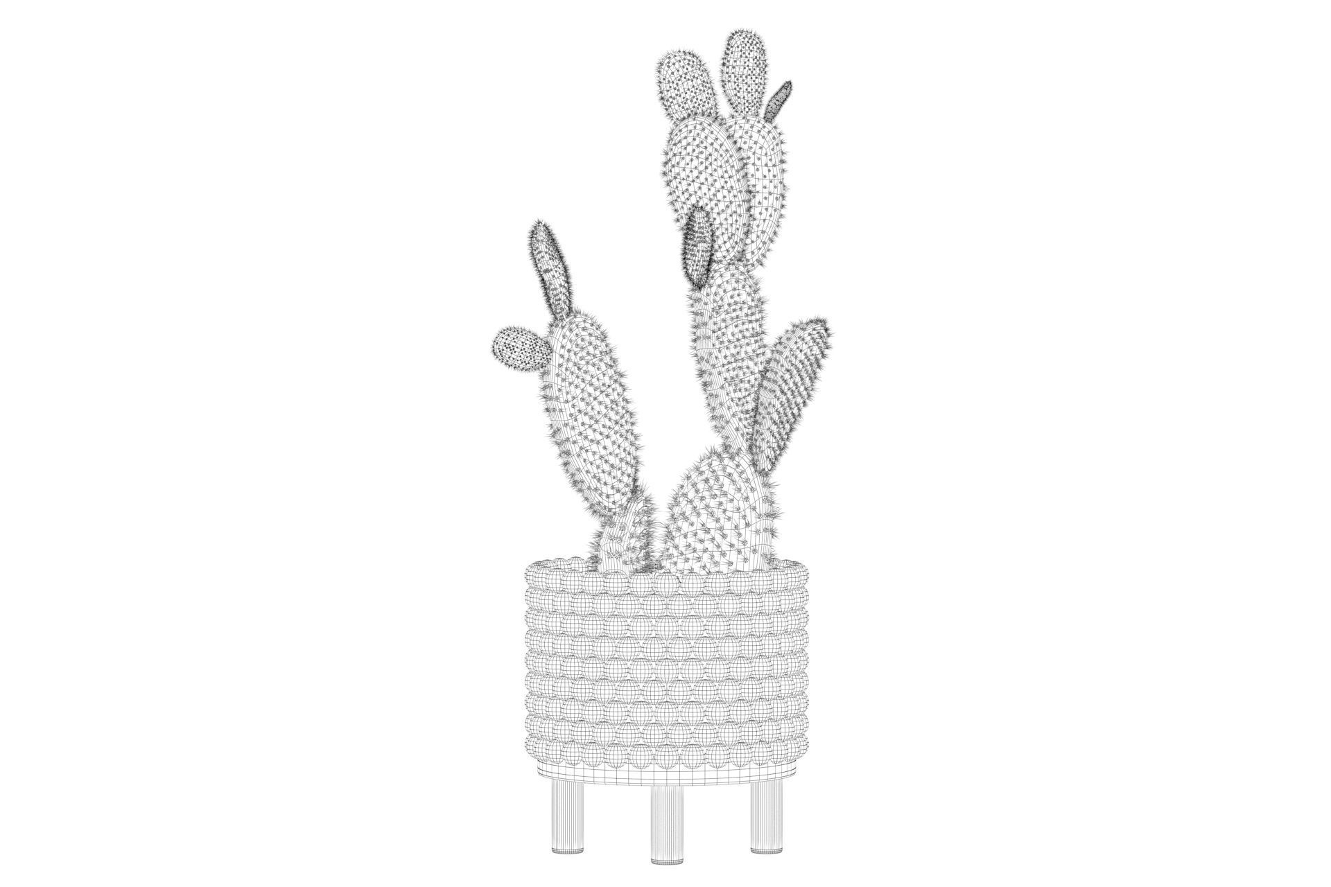 Opuntia microdasys in wooden flower pot 3D model_43