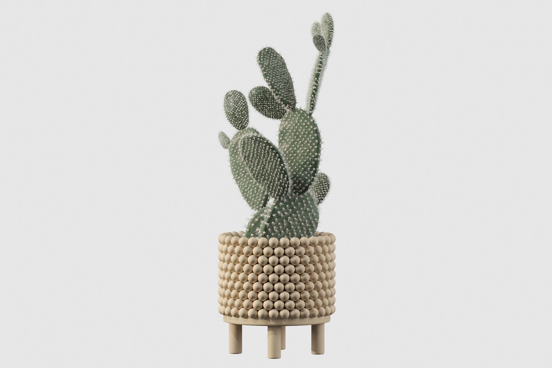 Opuntia microdasys in wooden flower pot 3D model_15