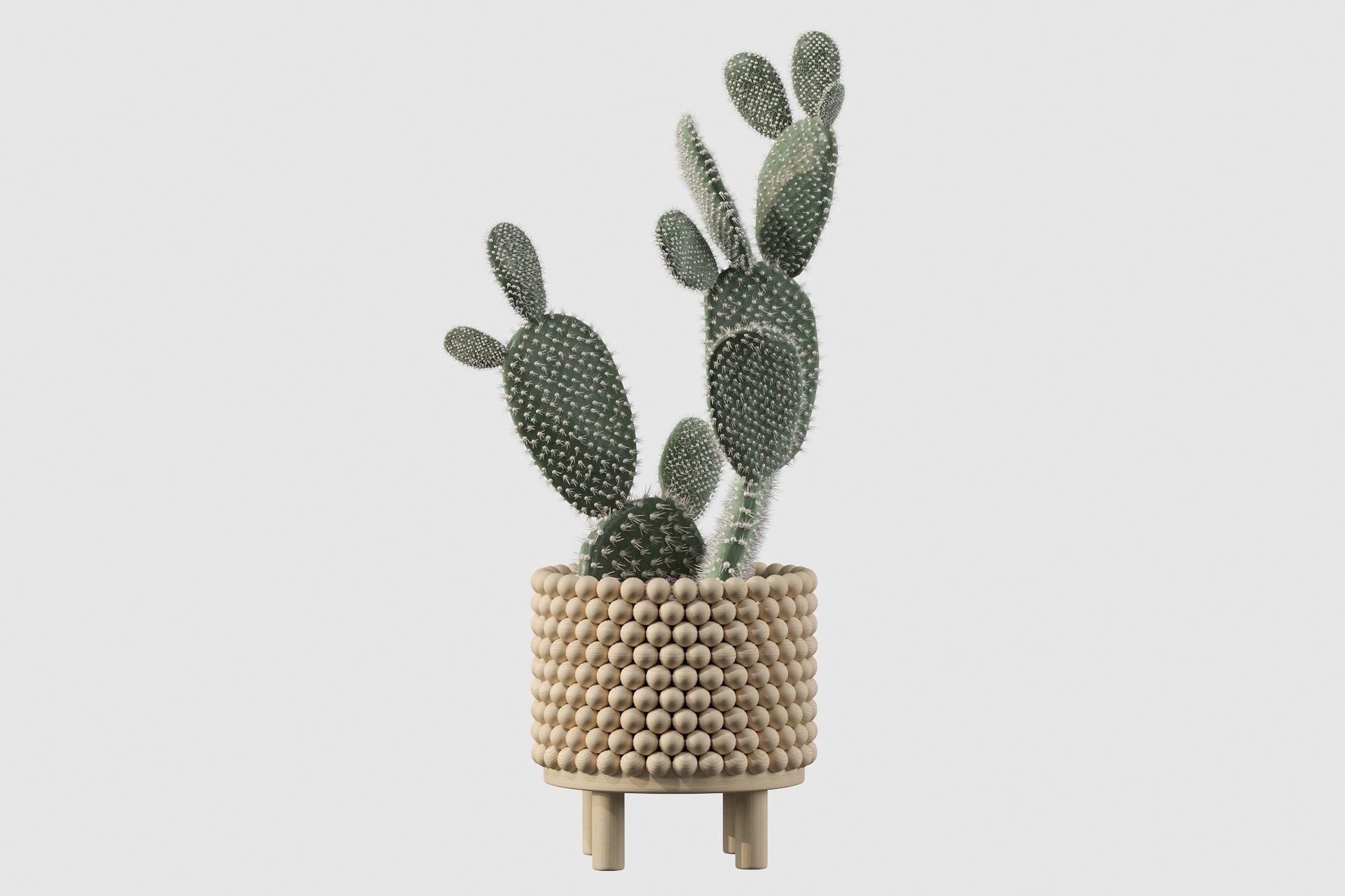Opuntia microdasys in wooden flower pot 3D model_40