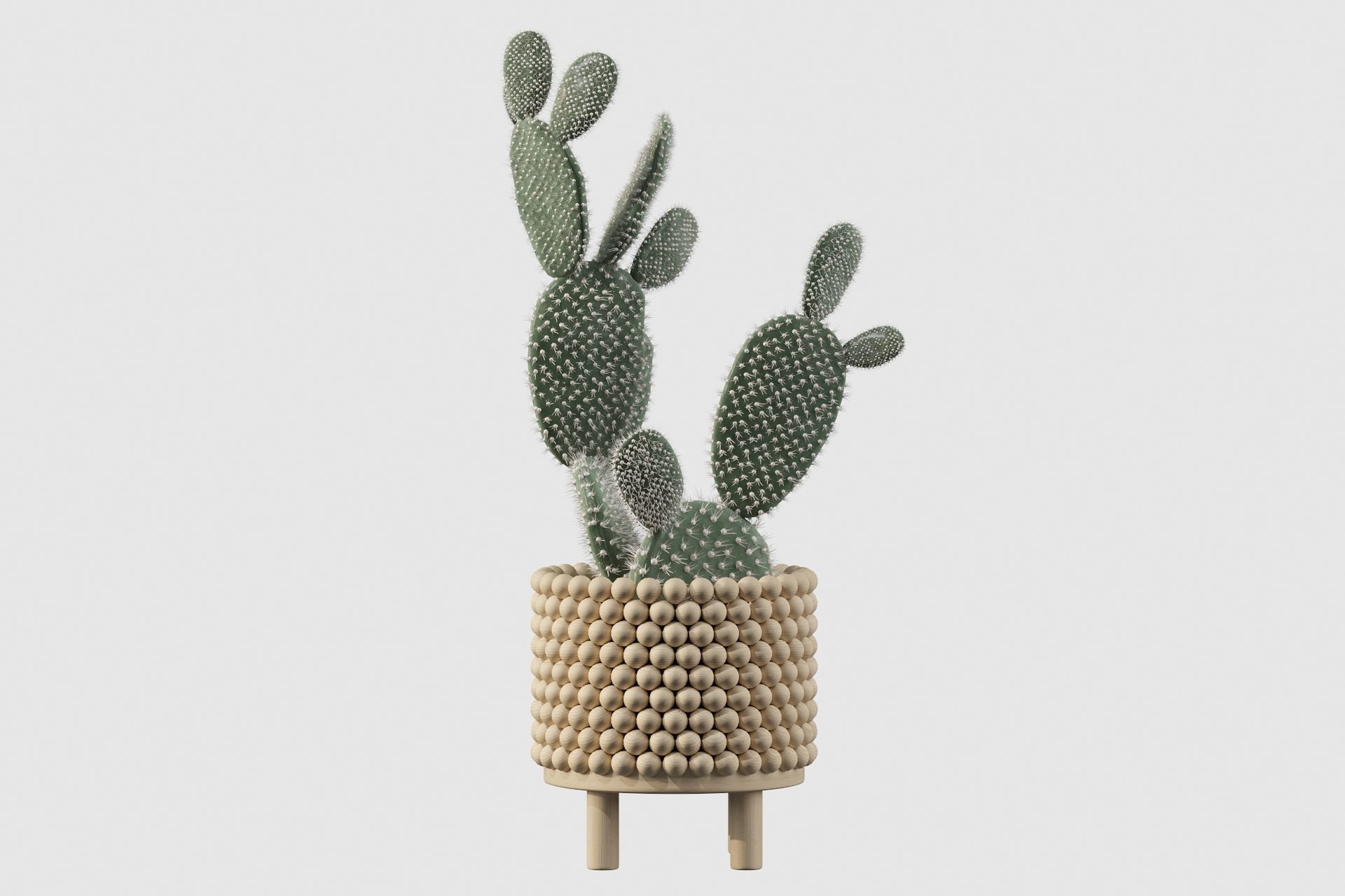 Opuntia microdasys in wooden flower pot 3D model_22