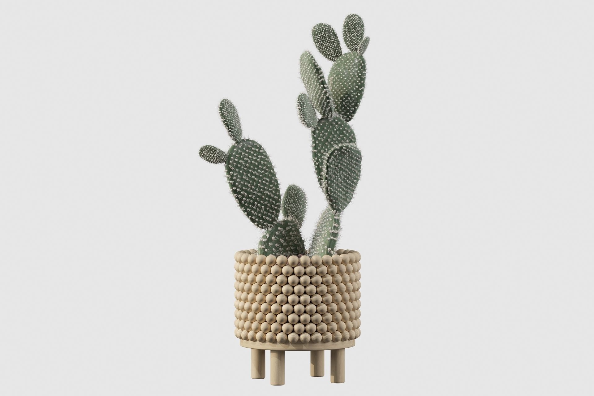Opuntia microdasys in wooden flower pot 3D model_39