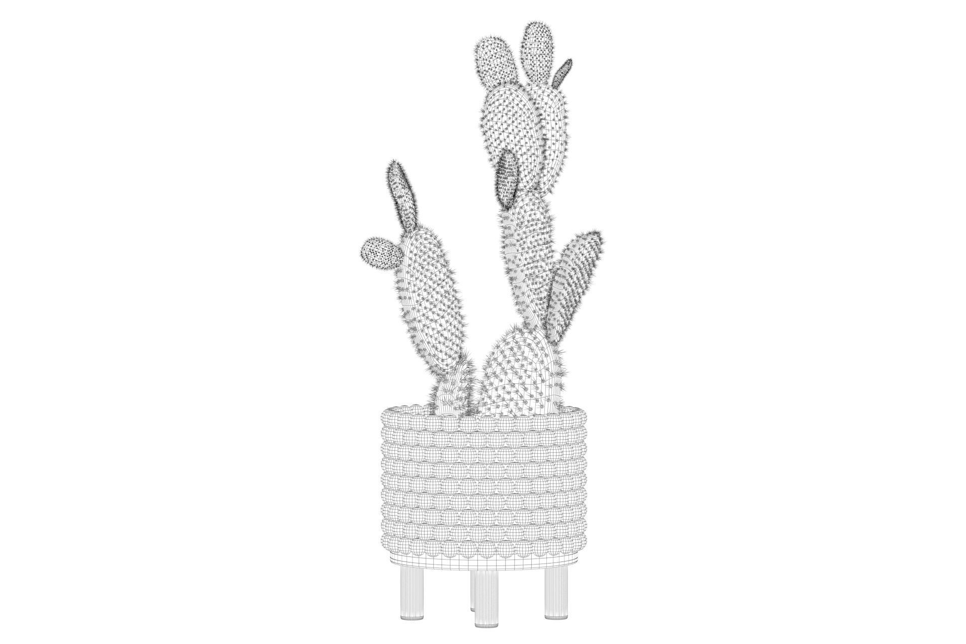 Opuntia microdasys in wooden flower pot 3D model_71