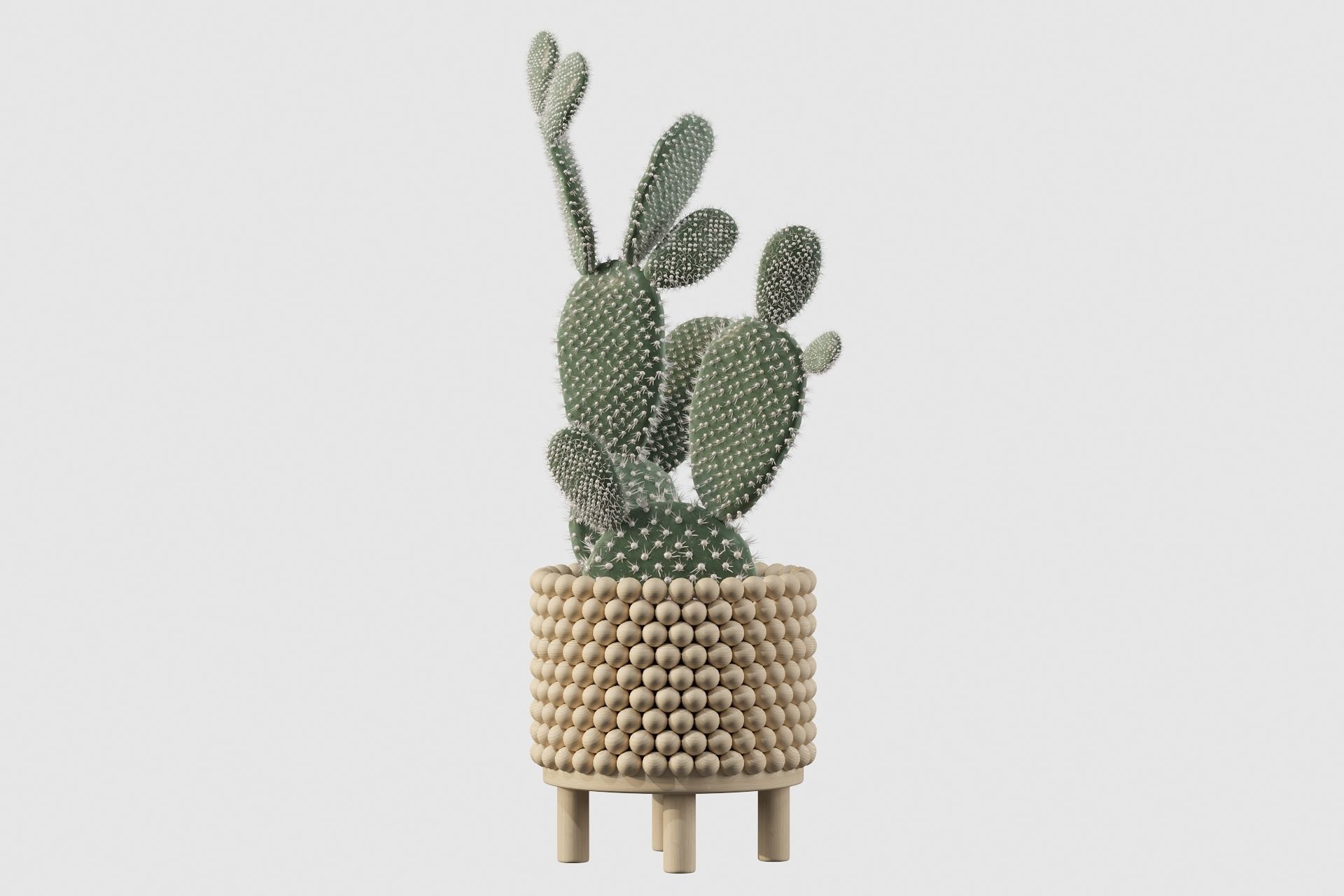 Opuntia microdasys in wooden flower pot 3D model_24