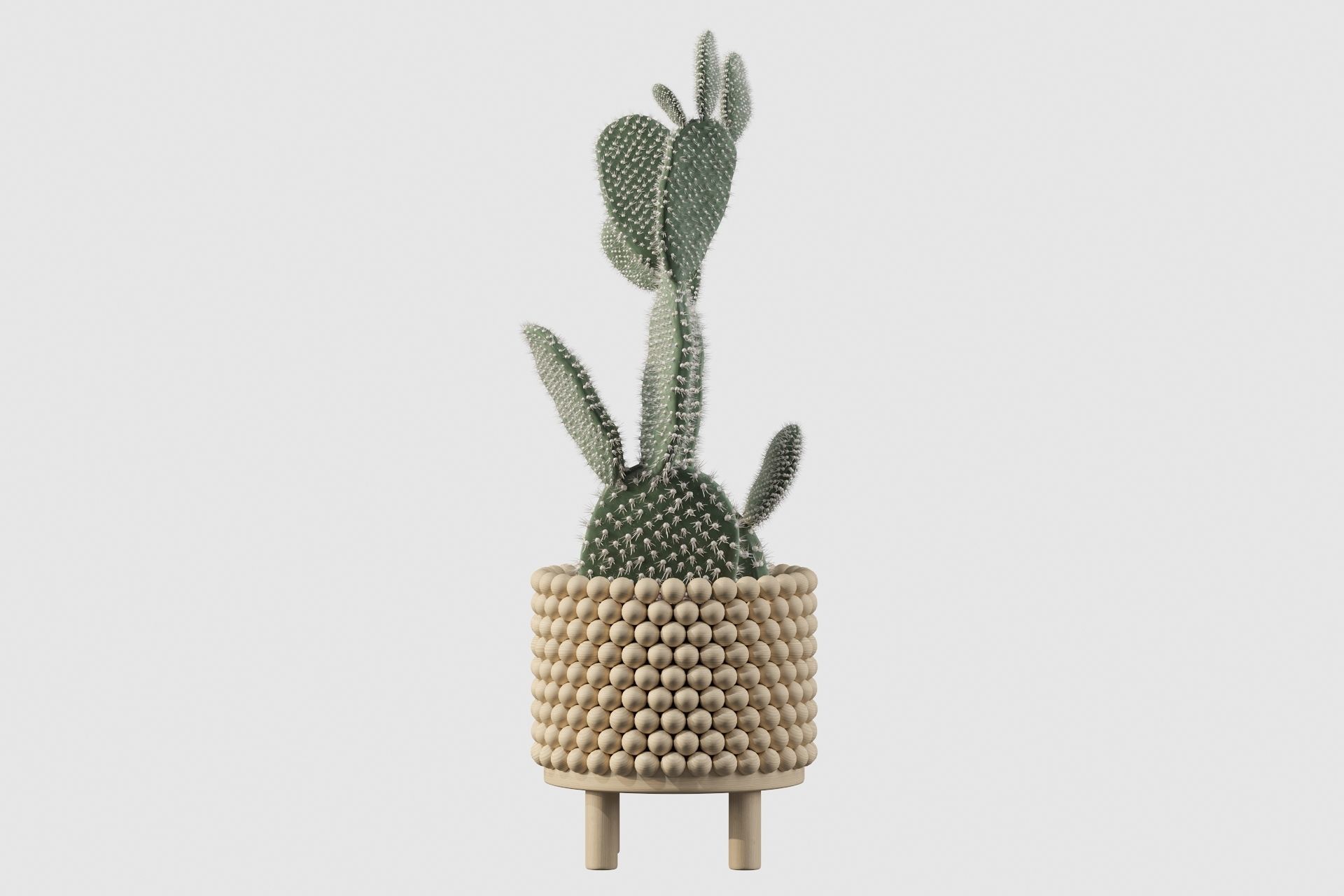 Opuntia microdasys in wooden flower pot 3D model_17