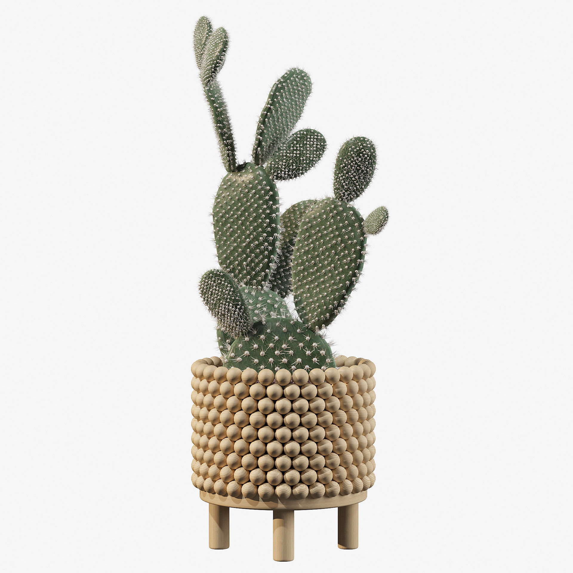Opuntia microdasys in wooden flower pot 3D model_2