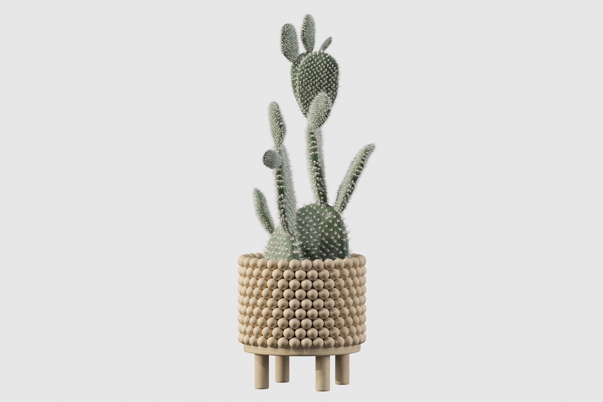 Opuntia microdasys in wooden flower pot 3D model_30