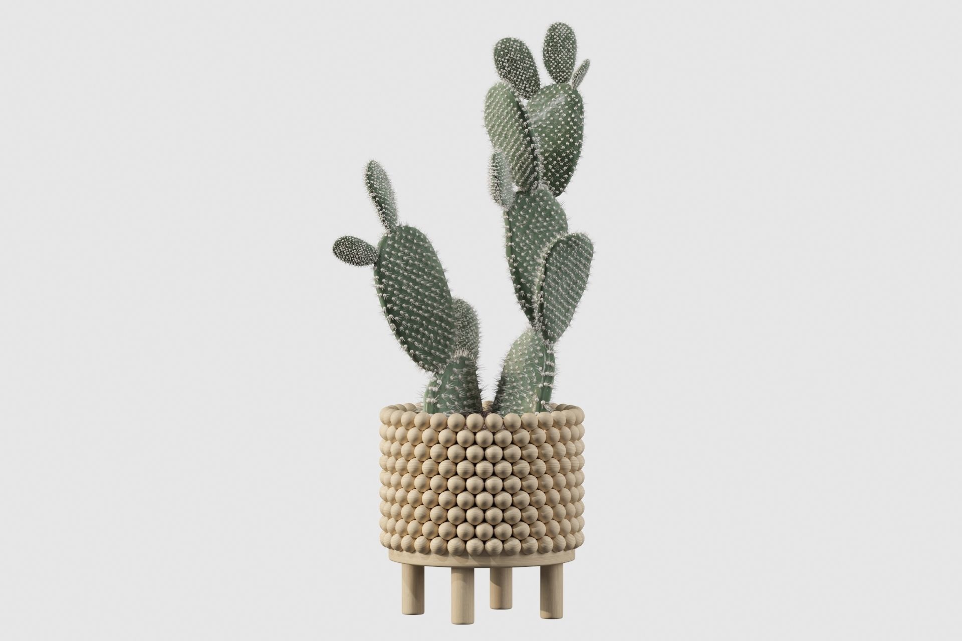 Opuntia microdasys in wooden flower pot 3D model_37