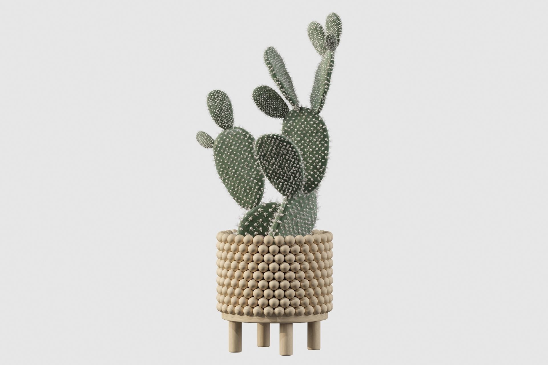 Opuntia microdasys in wooden flower pot 3D model_42