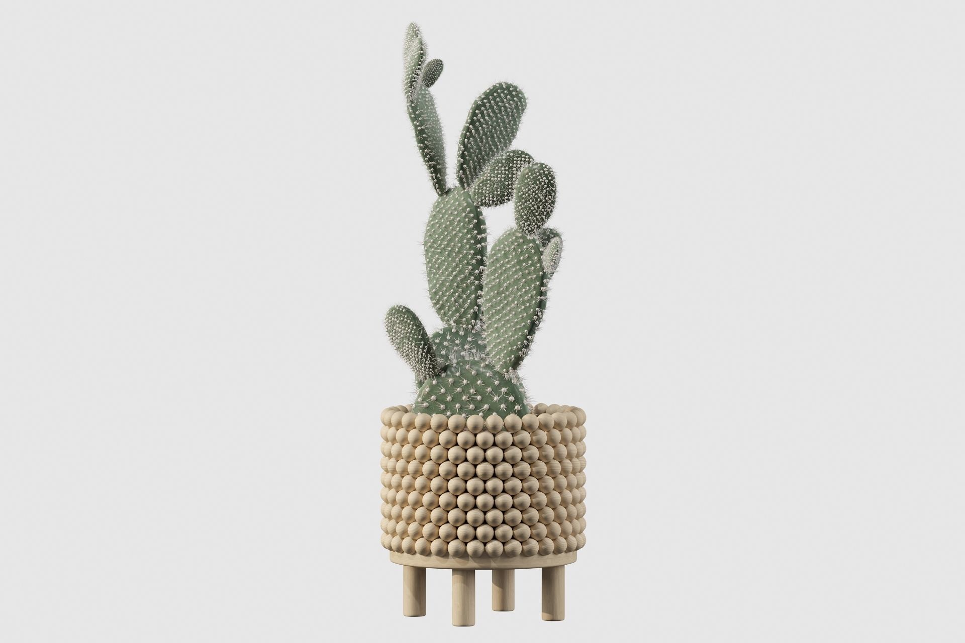 Opuntia microdasys in wooden flower pot 3D model_25