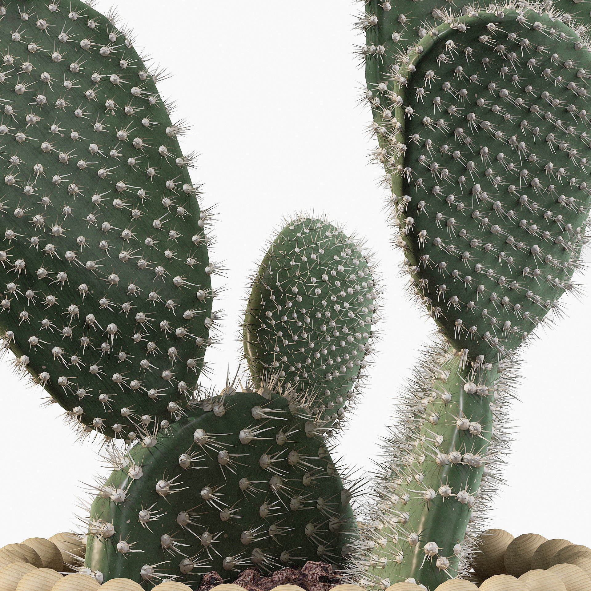 Opuntia microdasys in wooden flower pot 3D model_7
