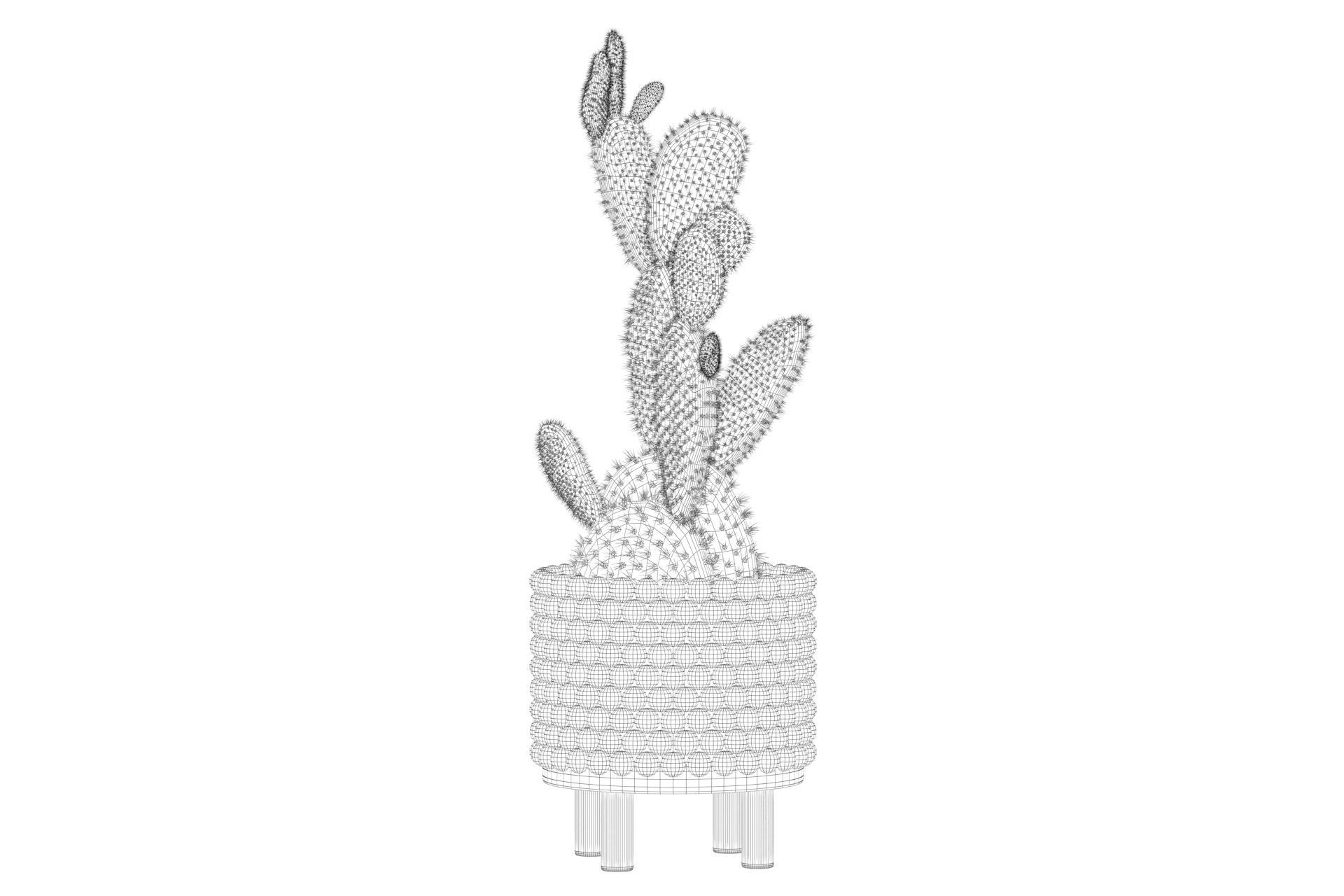 Opuntia microdasys in wooden flower pot 3D model_66