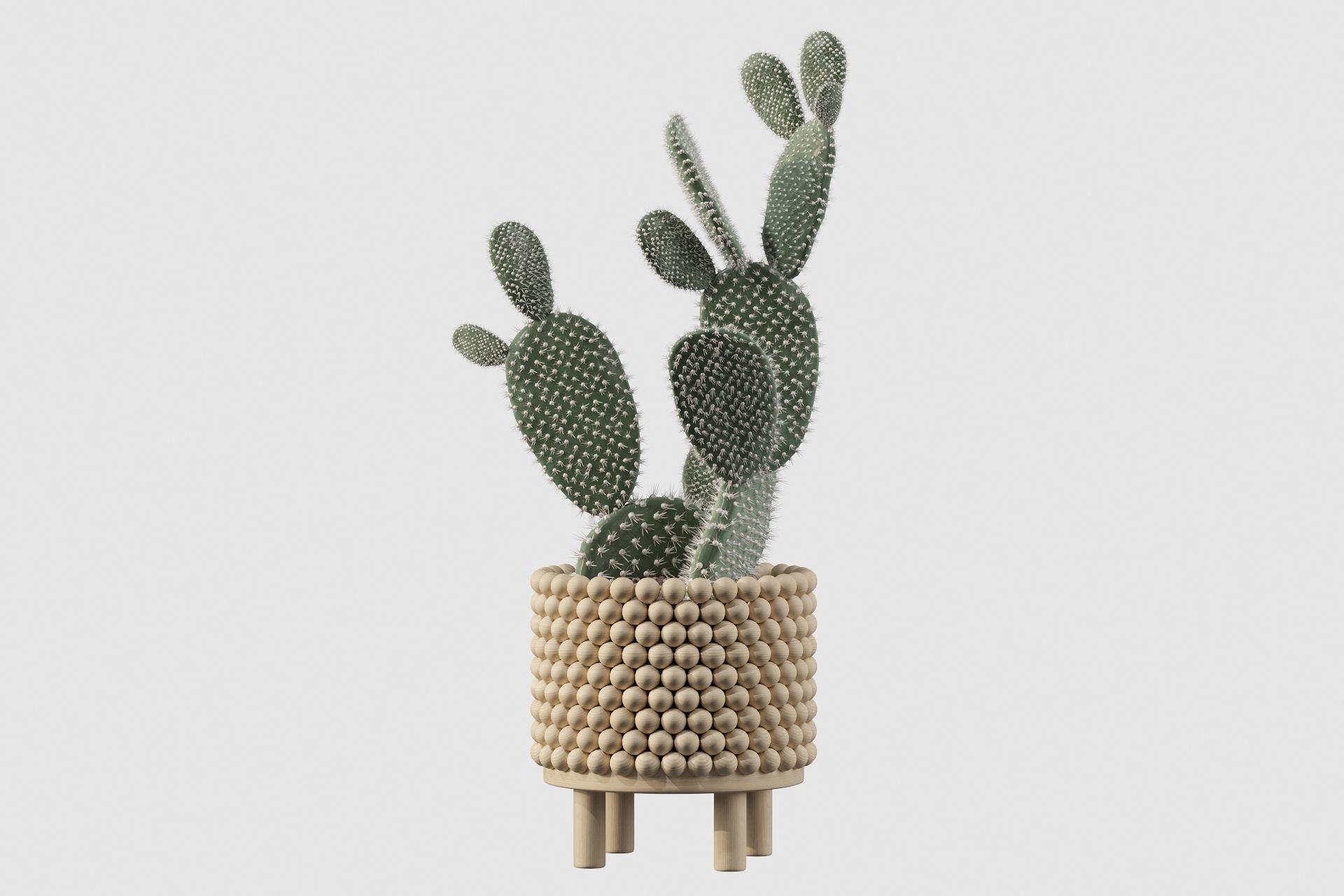 Opuntia microdasys in wooden flower pot 3D model_41