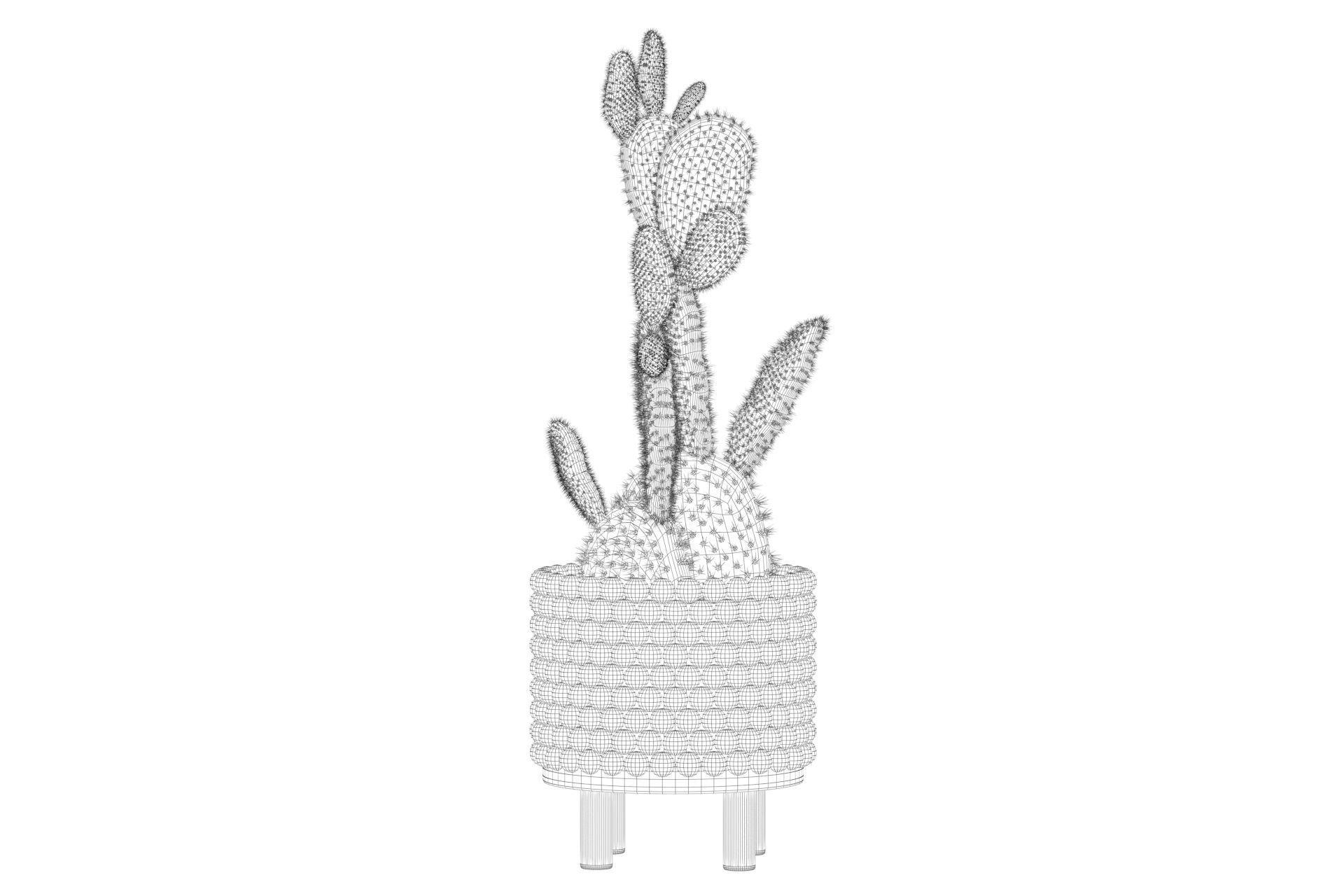 Opuntia microdasys in wooden flower pot 3D model_67