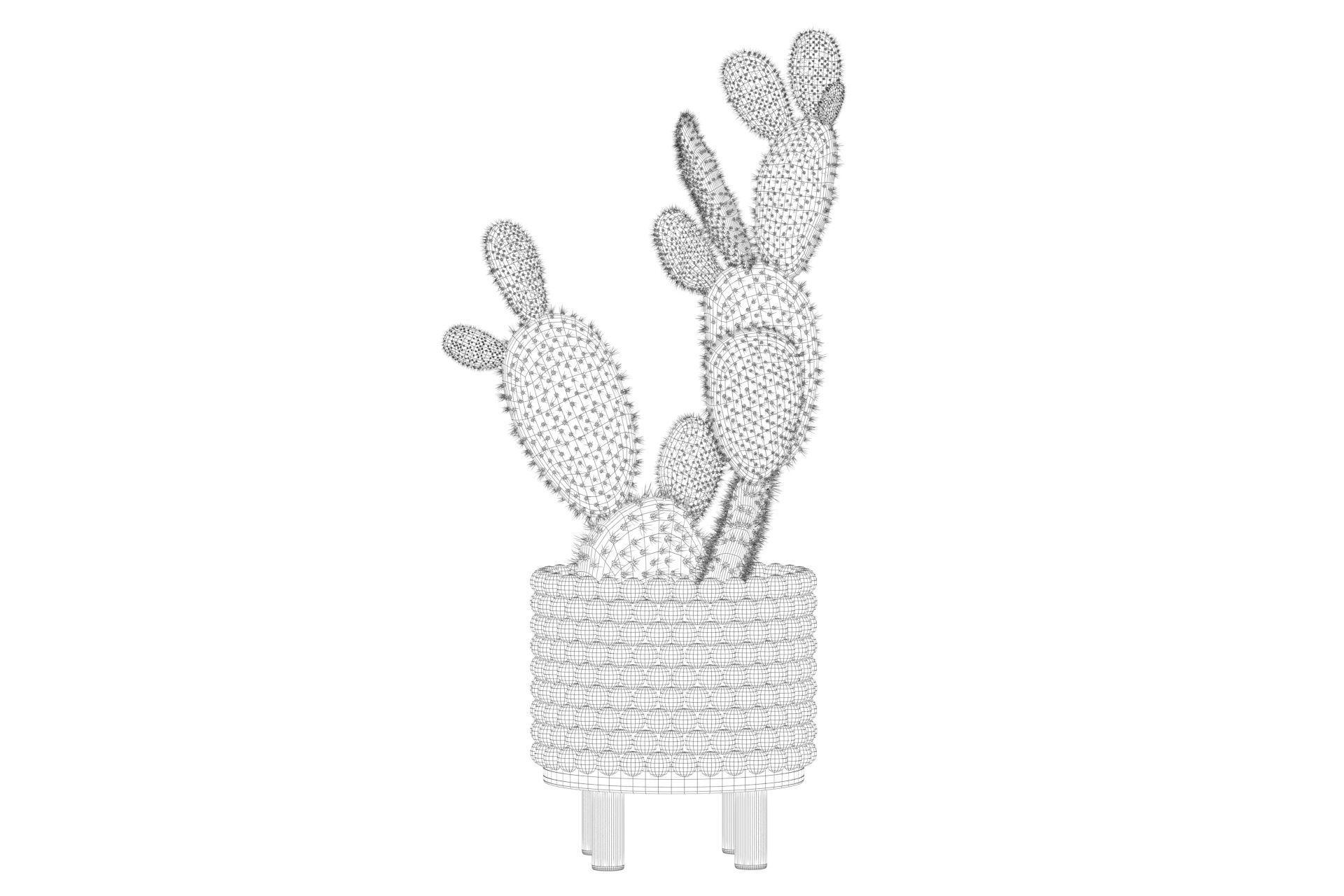 Opuntia microdasys in wooden flower pot 3D model_50