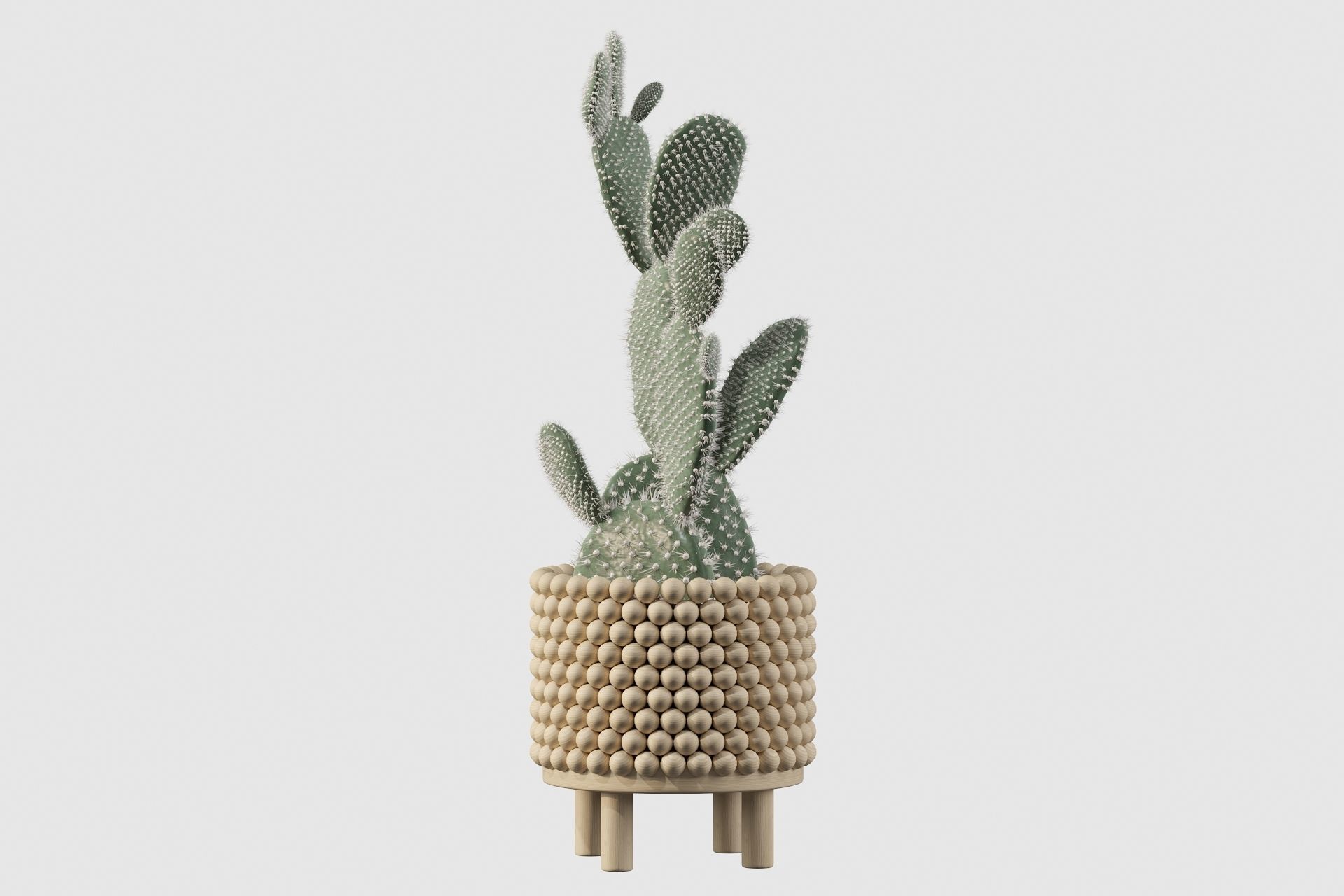 Opuntia microdasys in wooden flower pot 3D model_27