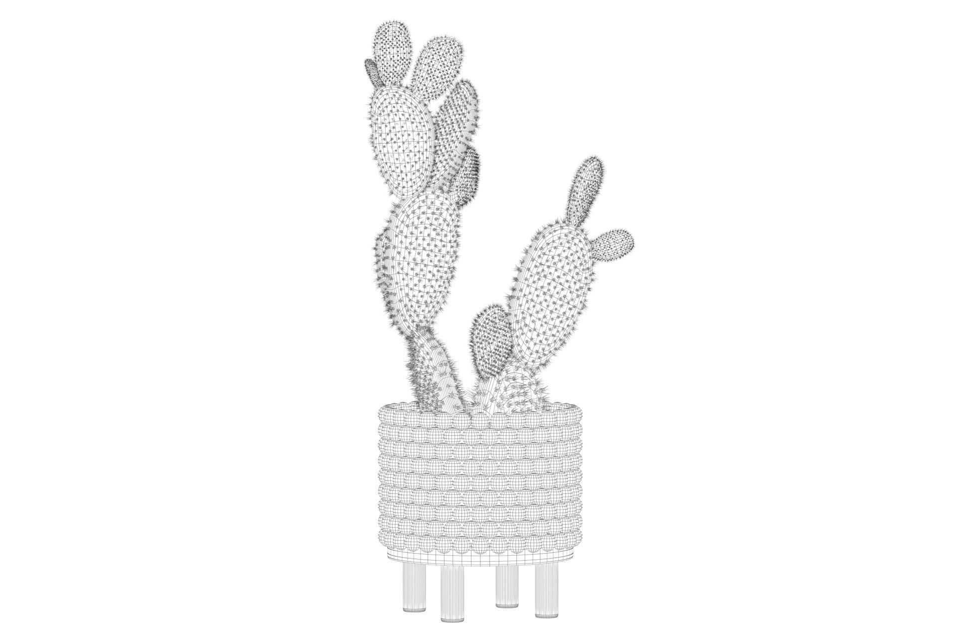 Opuntia microdasys in wooden flower pot 3D model_60