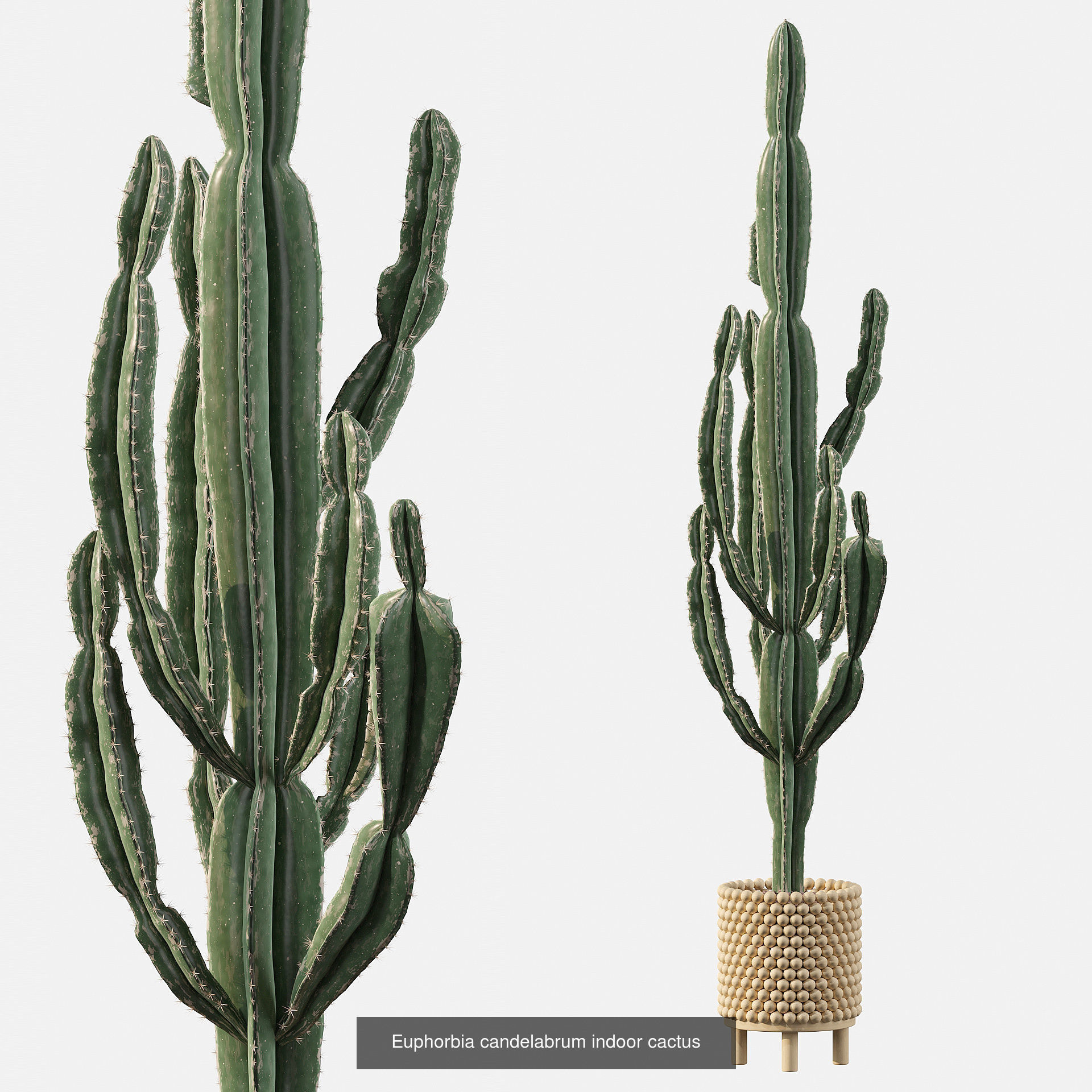 Cactus collection 1 plants in pots _4