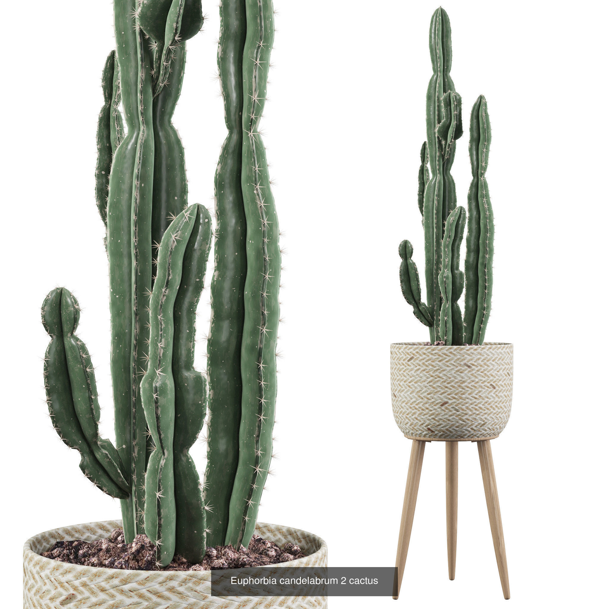 Cactus collection 1 plants in pots _2