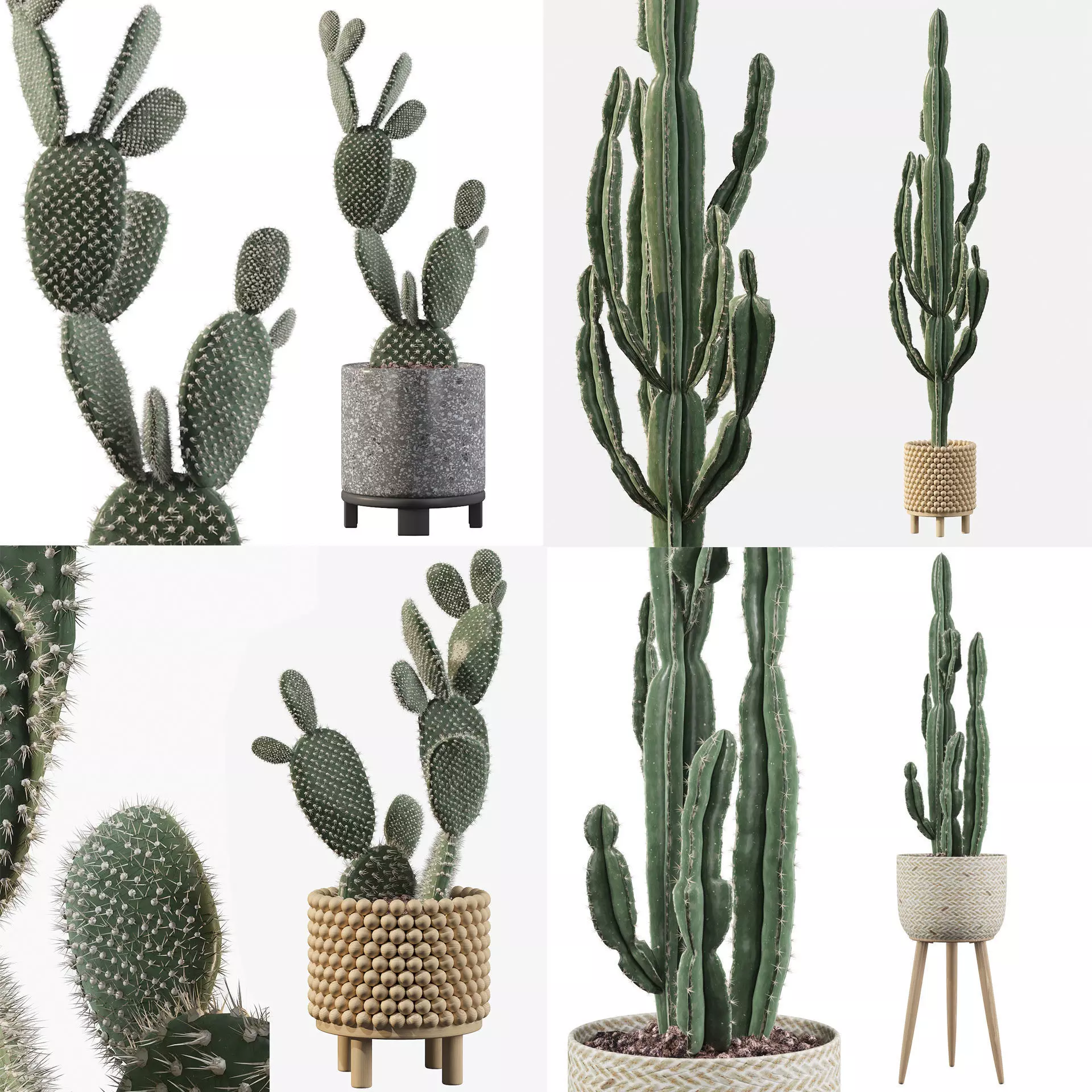 Cactus collection 1 plants in pots _0