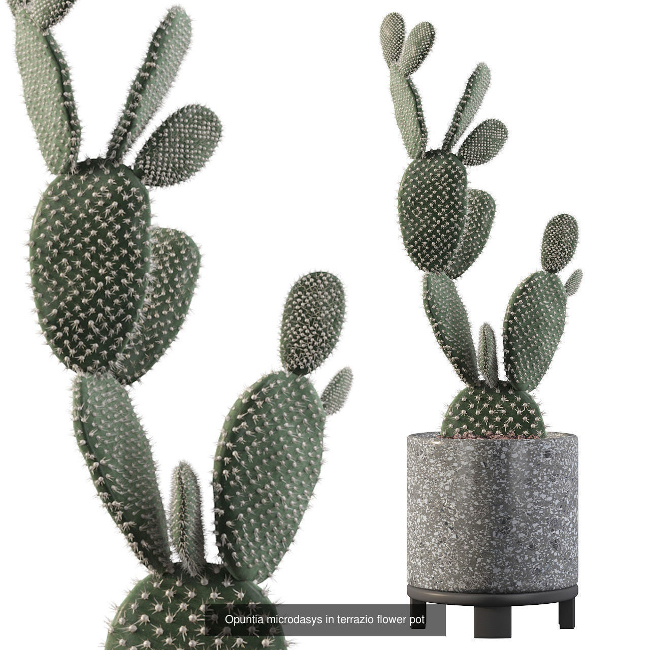 Cactus collection 1 plants in pots _3