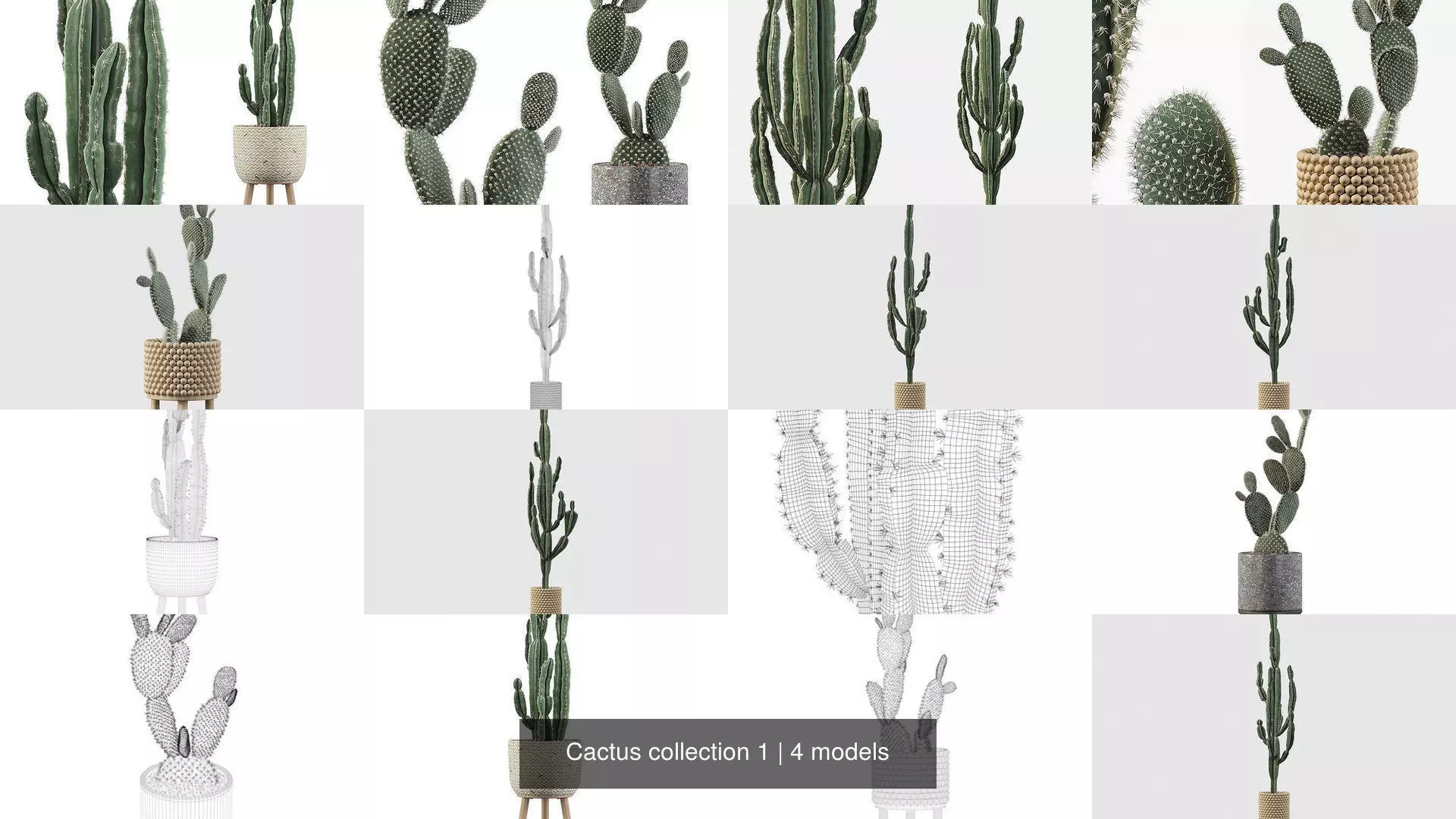 Cactus collection 1 plants in pots _1