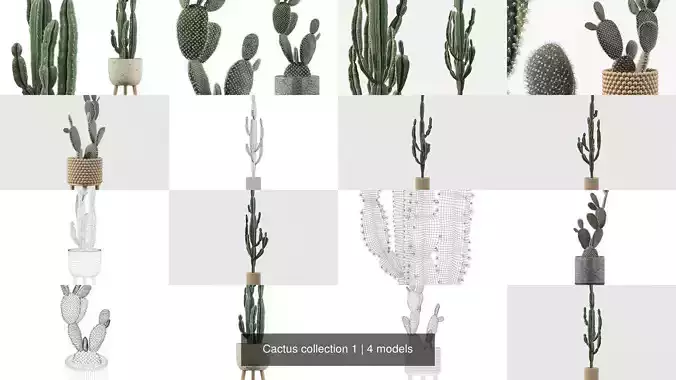 Cactus collection 1 plants in pots