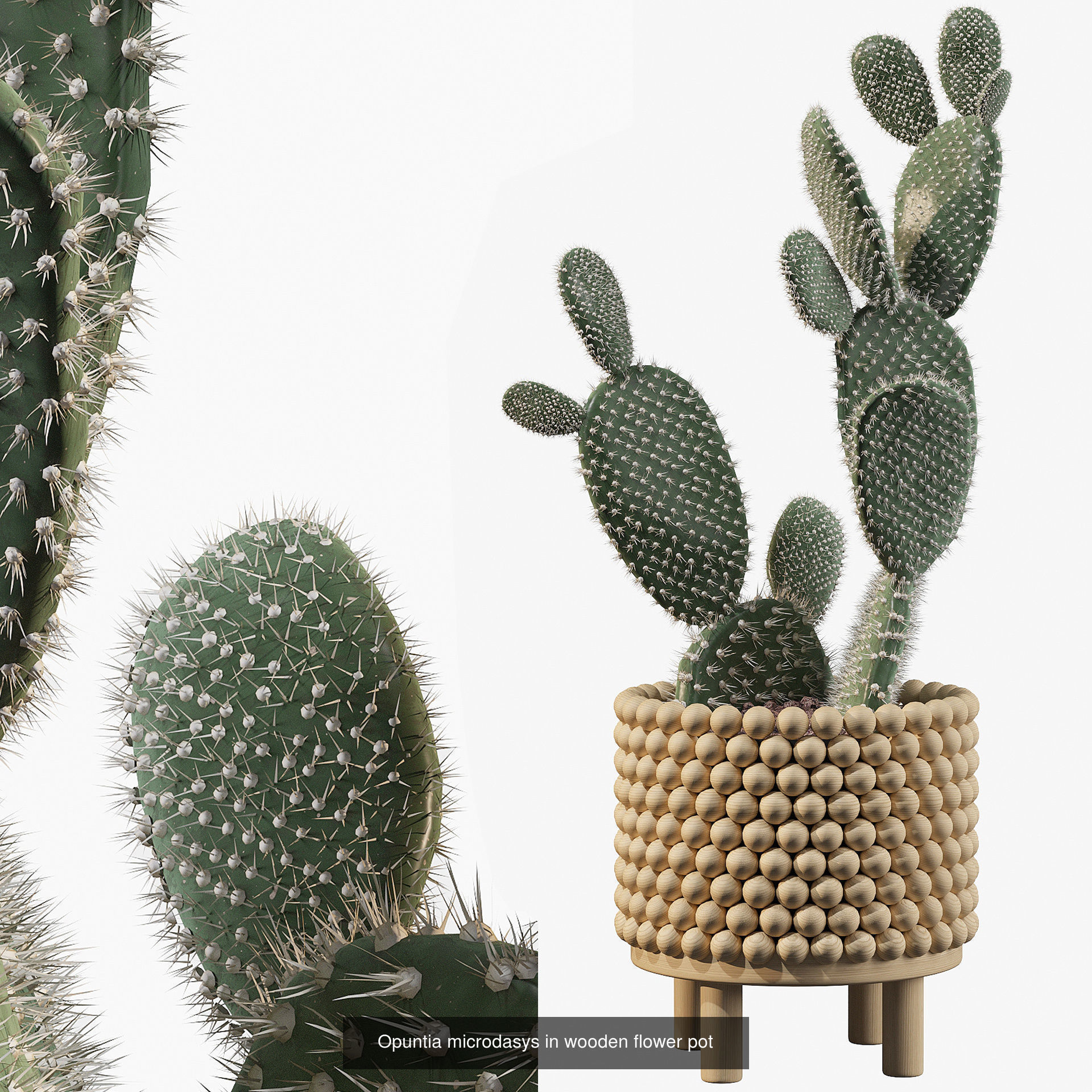 Cactus collection 1 plants in pots _5