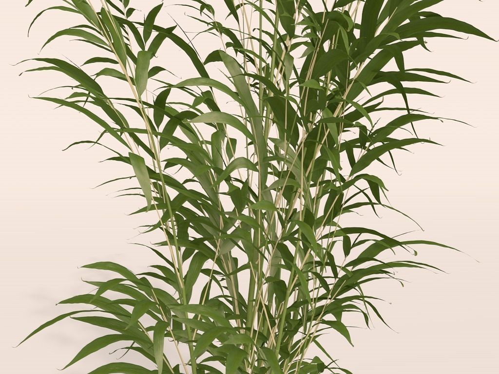 Bamboo plant Free 3D model