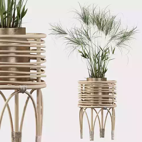 Cyperus Nofretete 02