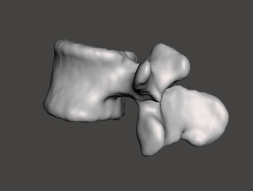 Human vertebrae -  male 3D model_18
