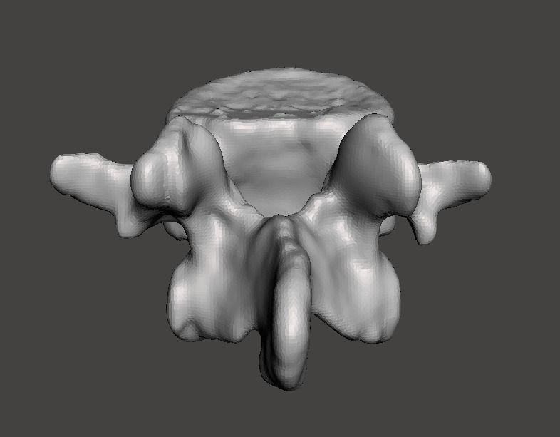 Human vertebrae -  male 3D model_15