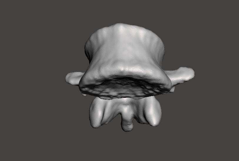 Human vertebrae -  male 3D model_3